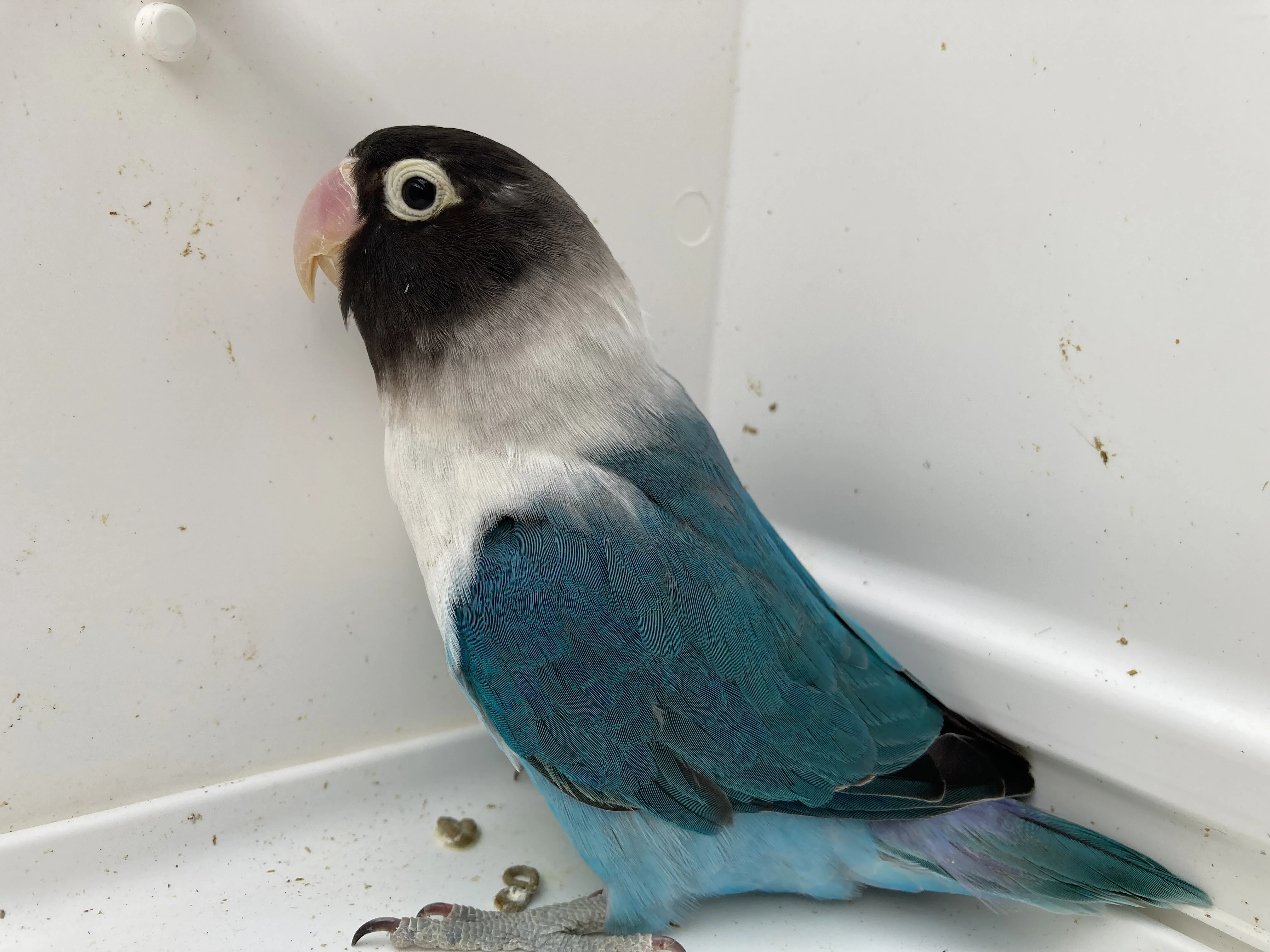 Agapornisové škraboškoví - odchovy s DNA testy