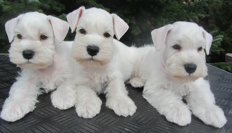 Knírač malý bílý - štěňátko s PP pejsek