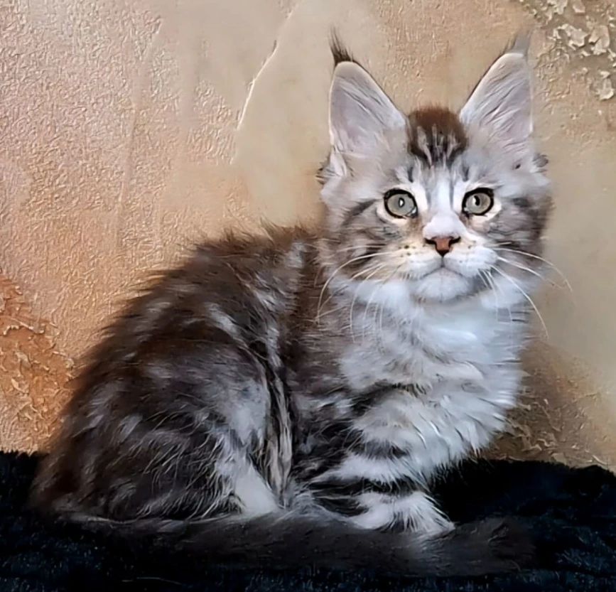 Mainský mývalí kocourek