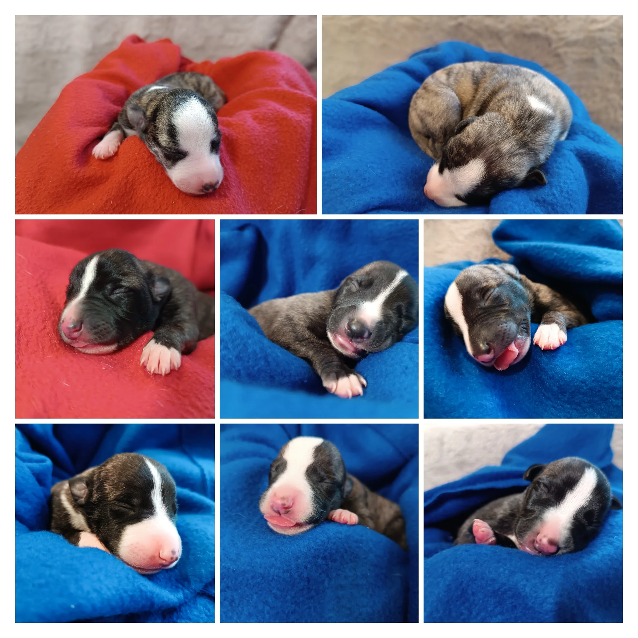 Vipet/Whippet - prodej štěňat s PP (FCI)