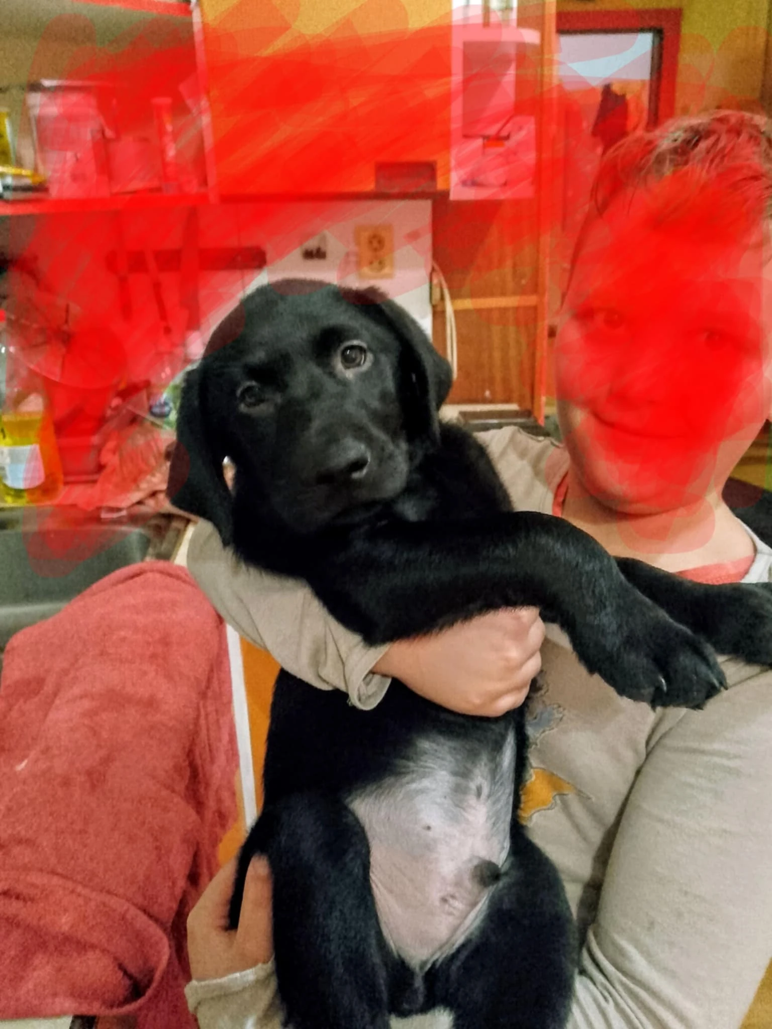 Štěňátko labradora