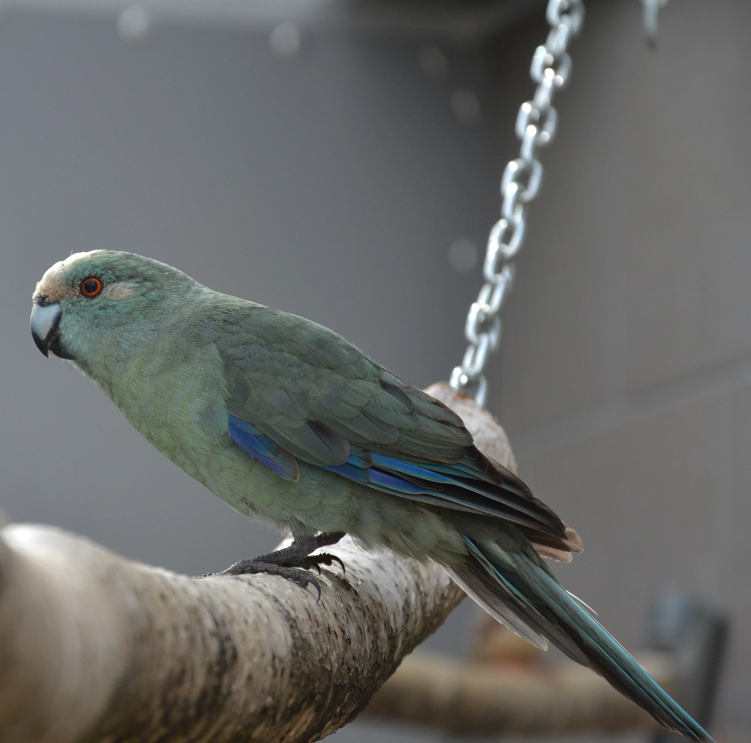 Prodám samce kakarikiho rudočelého