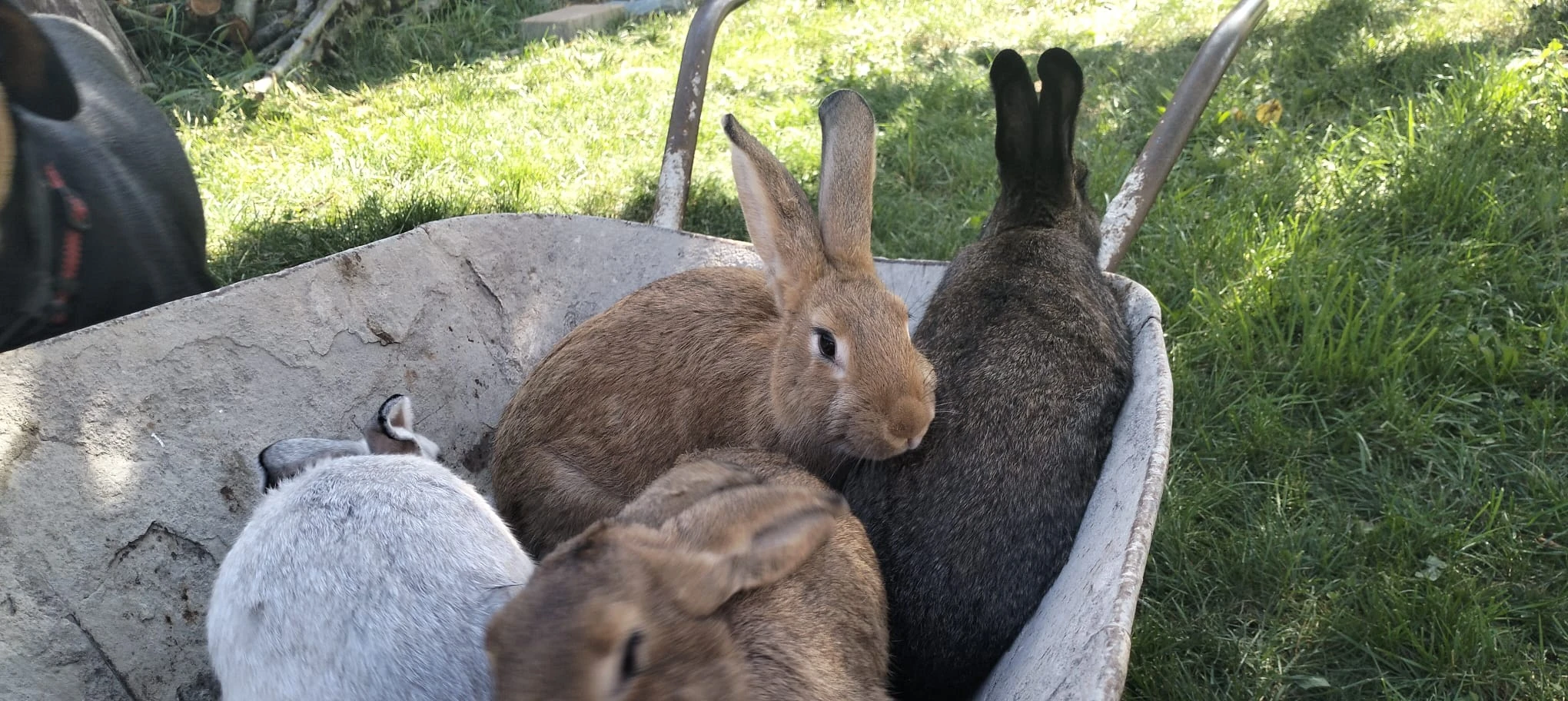 Králicí, králičí maso