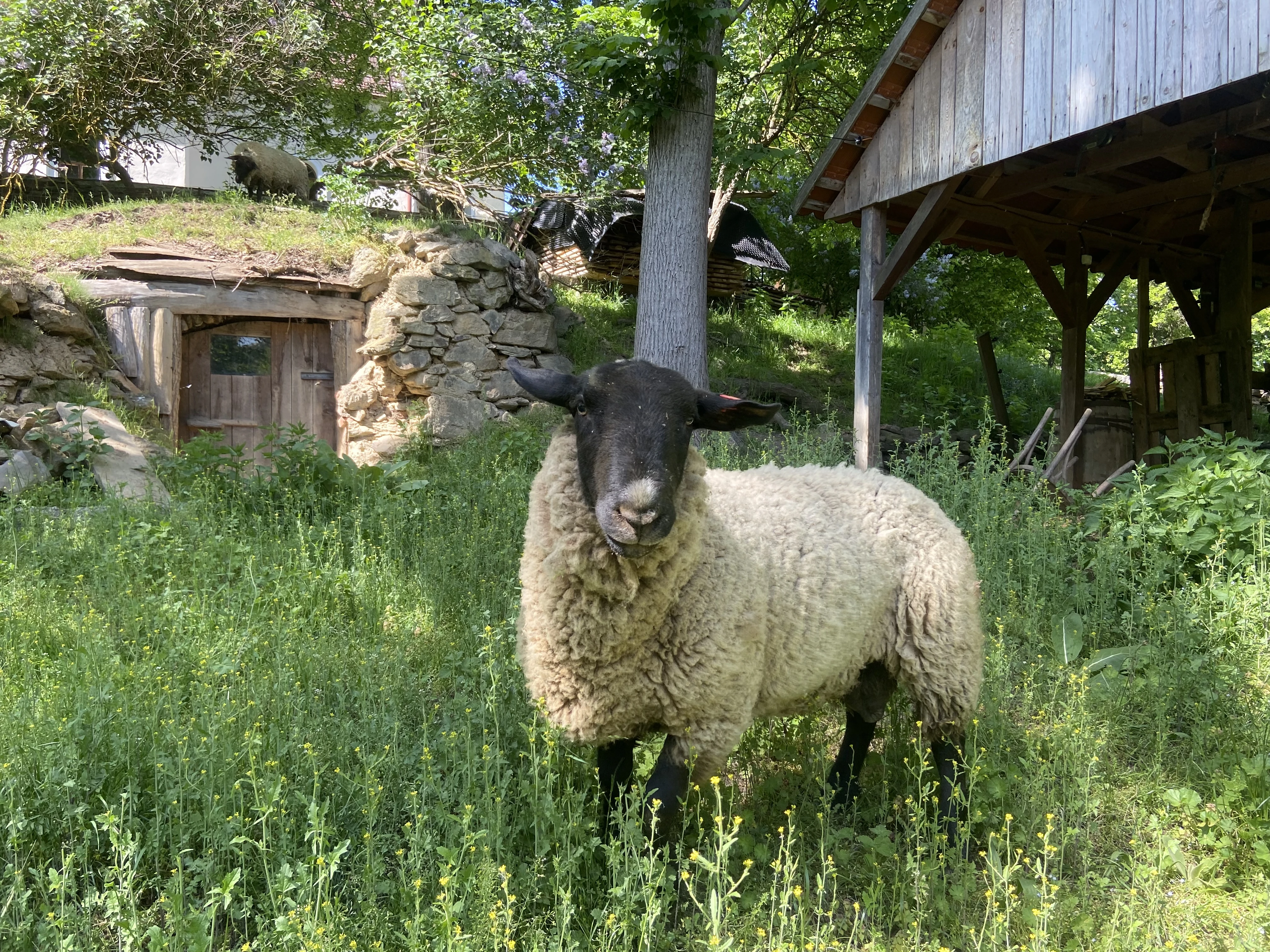 Prodám berana Suffolk