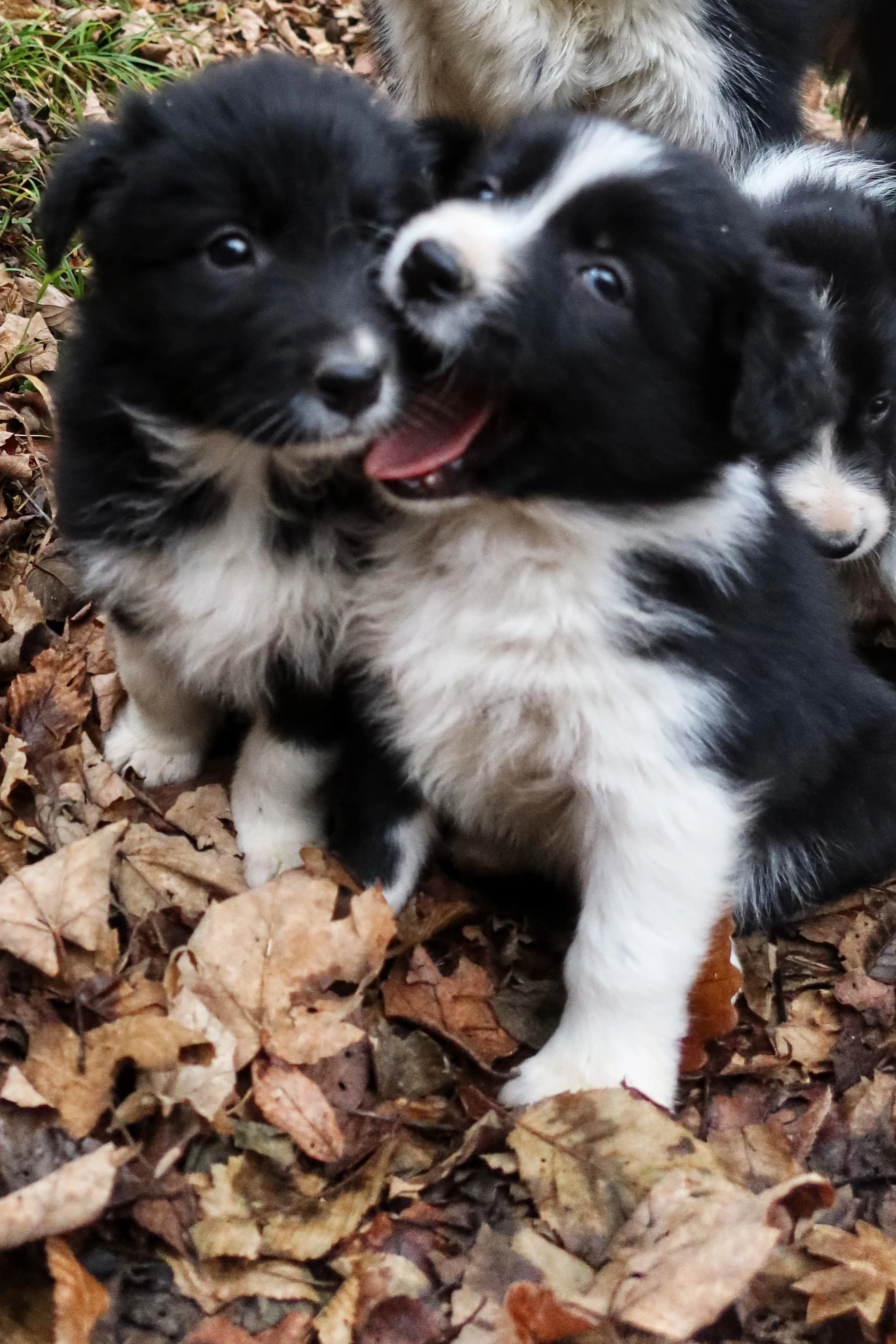 Štěně Border kolie