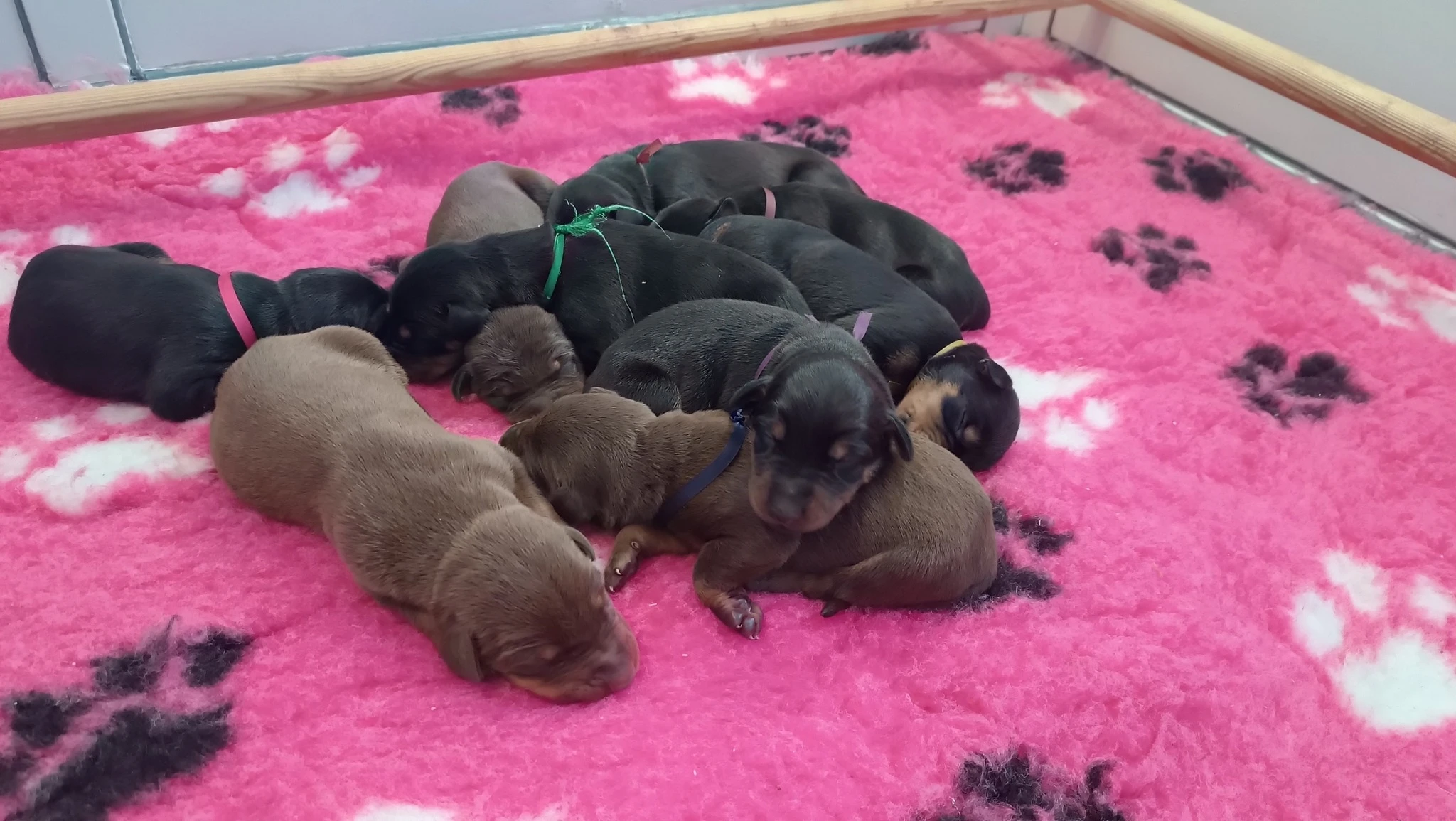 Dobrman - kvalltní štěňata s FCI PP