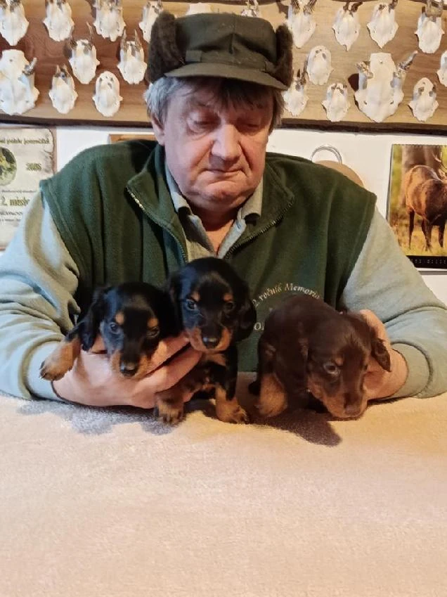 Štěňata jezevčíků