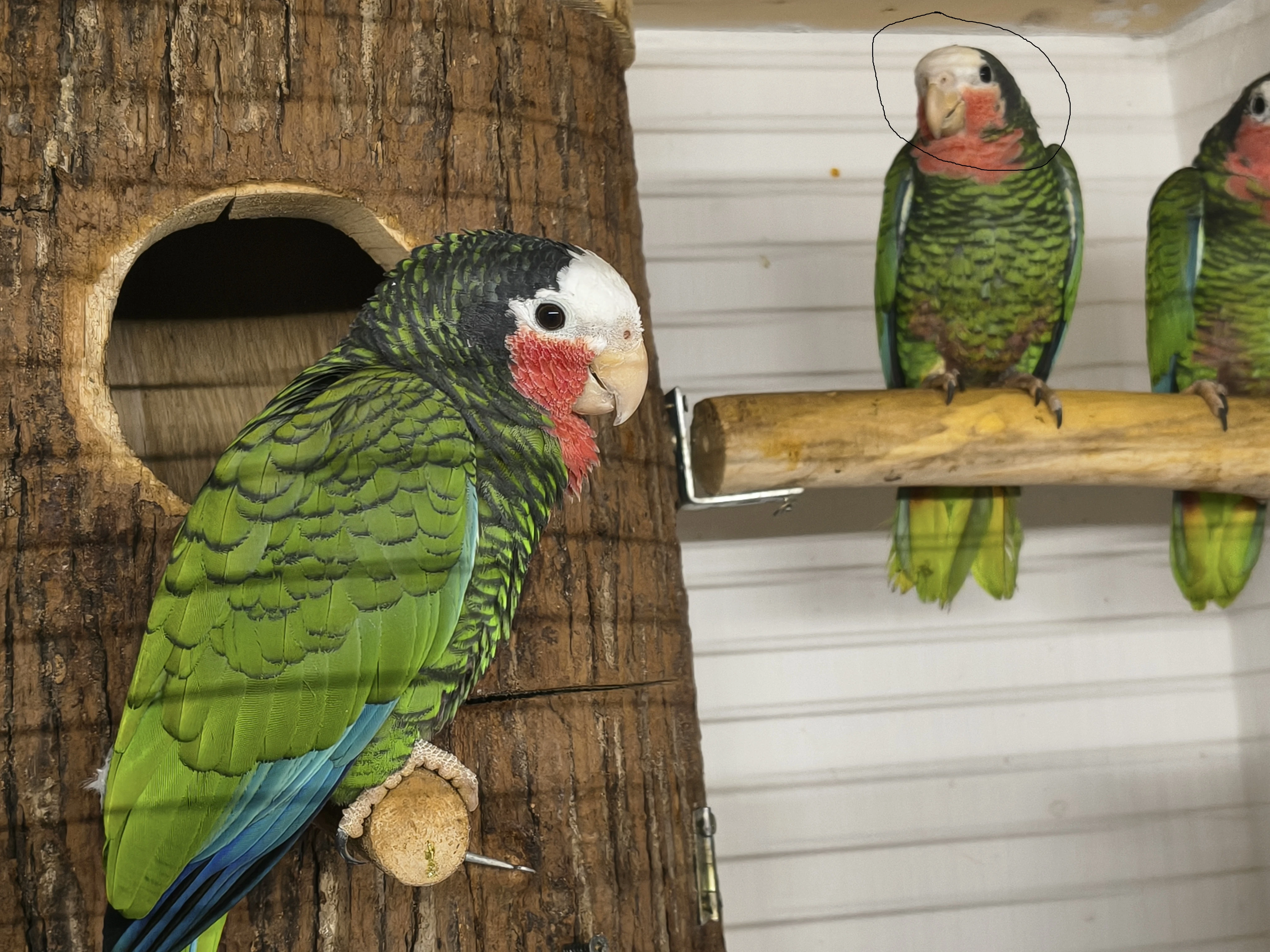 Amazoňan Kubánsky  0,1