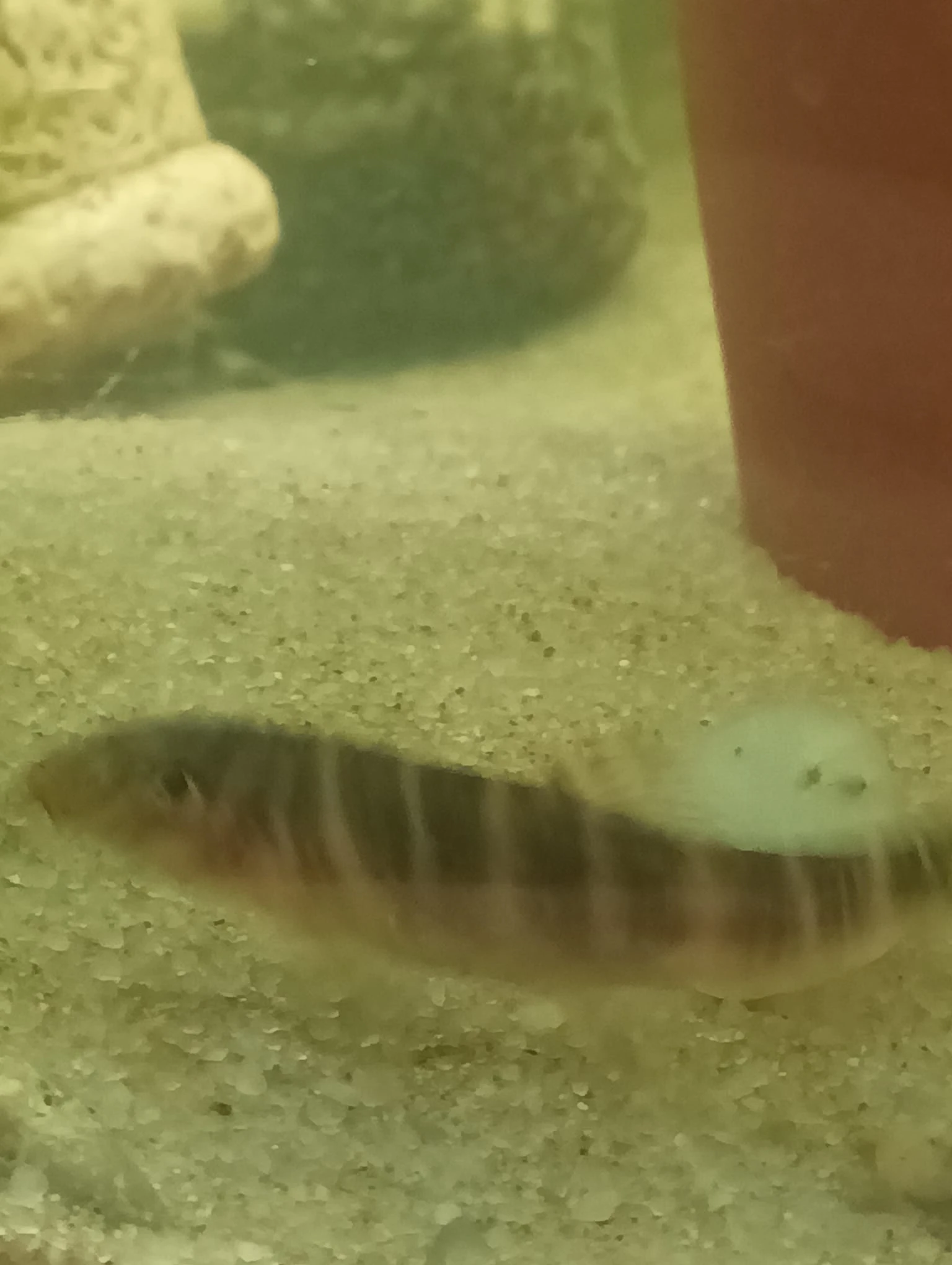 Prodám sekavky proužkované