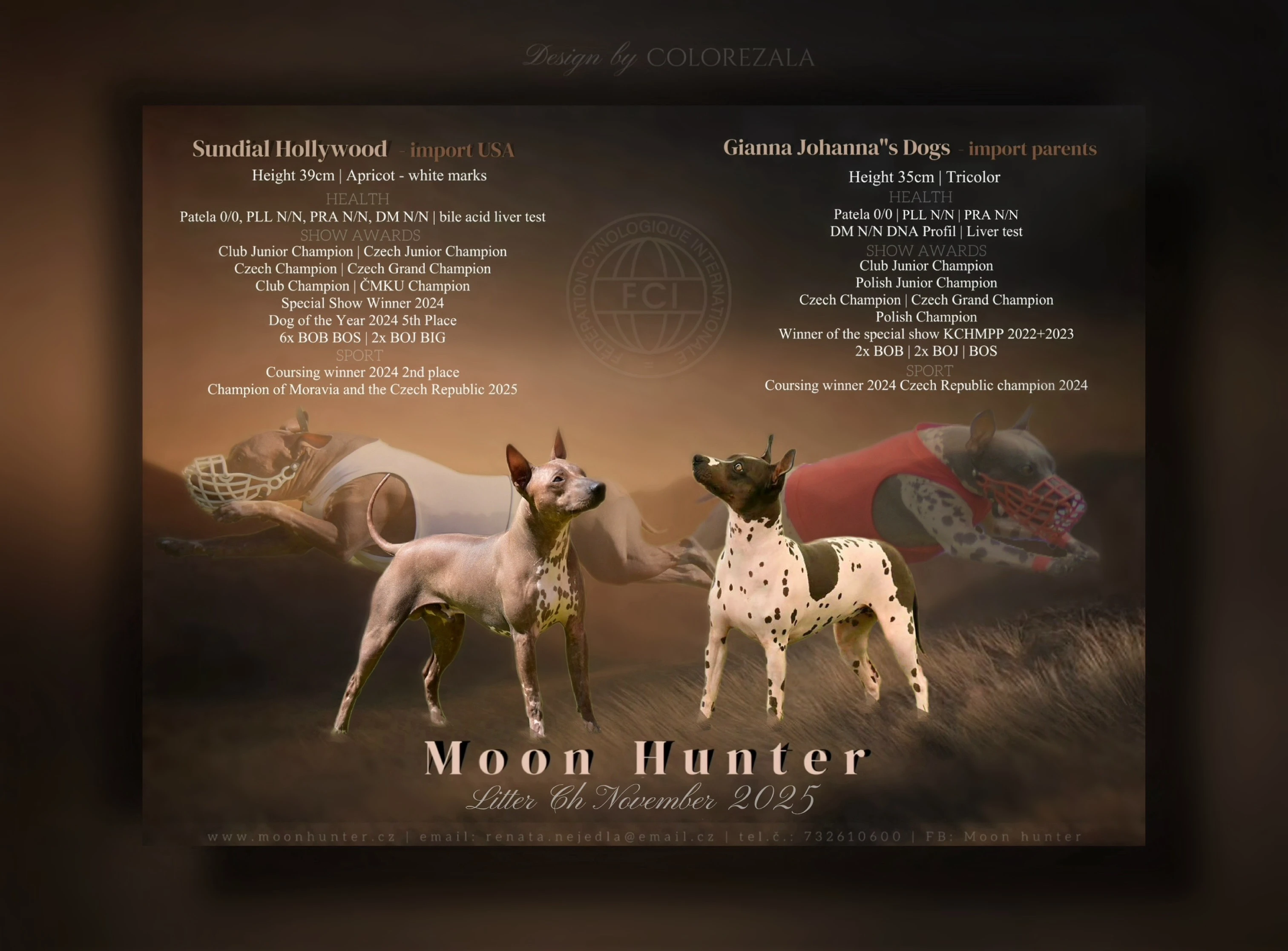 Americký bezsrstý teriér