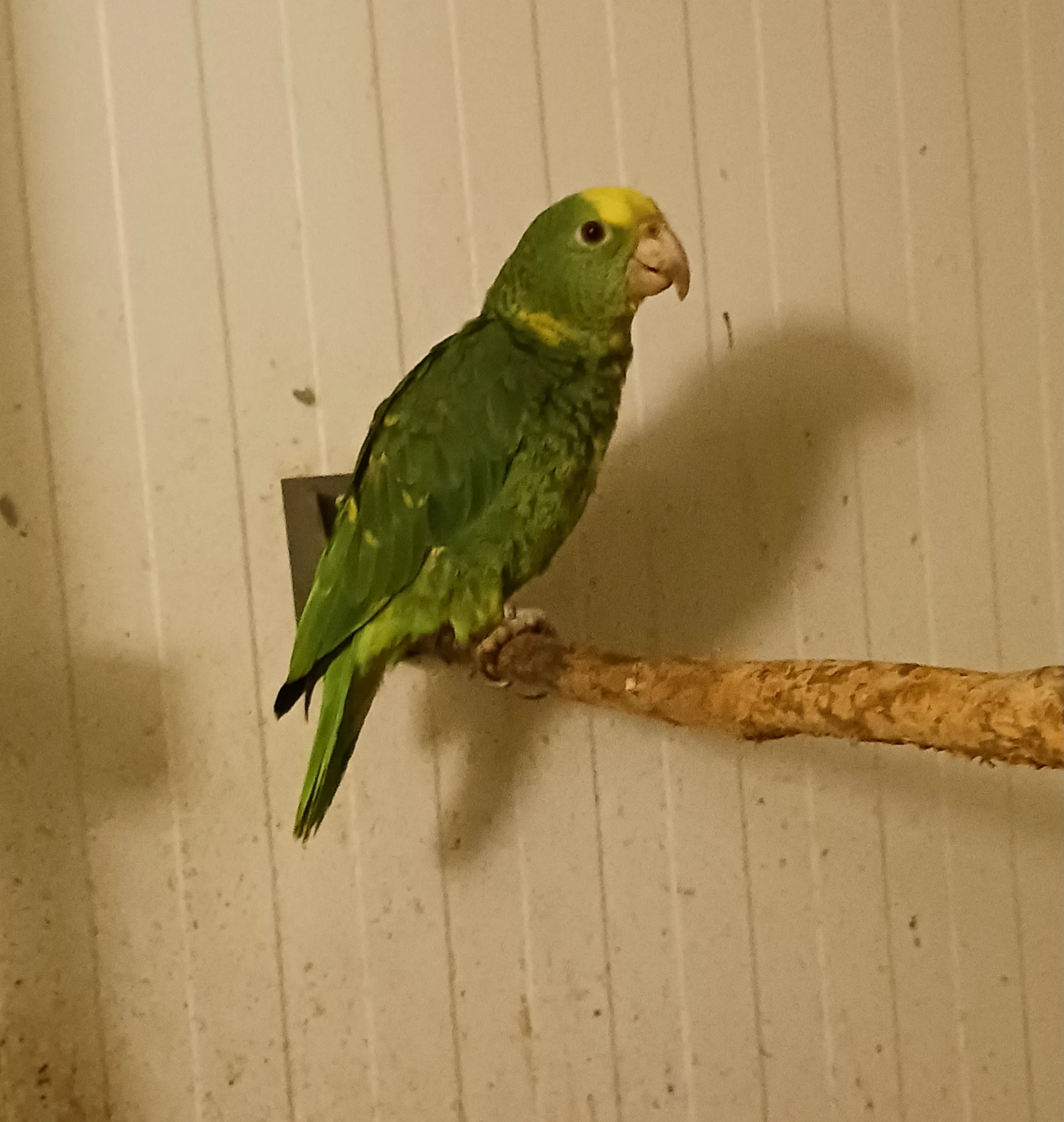 Amazoňan velký - Oratrix