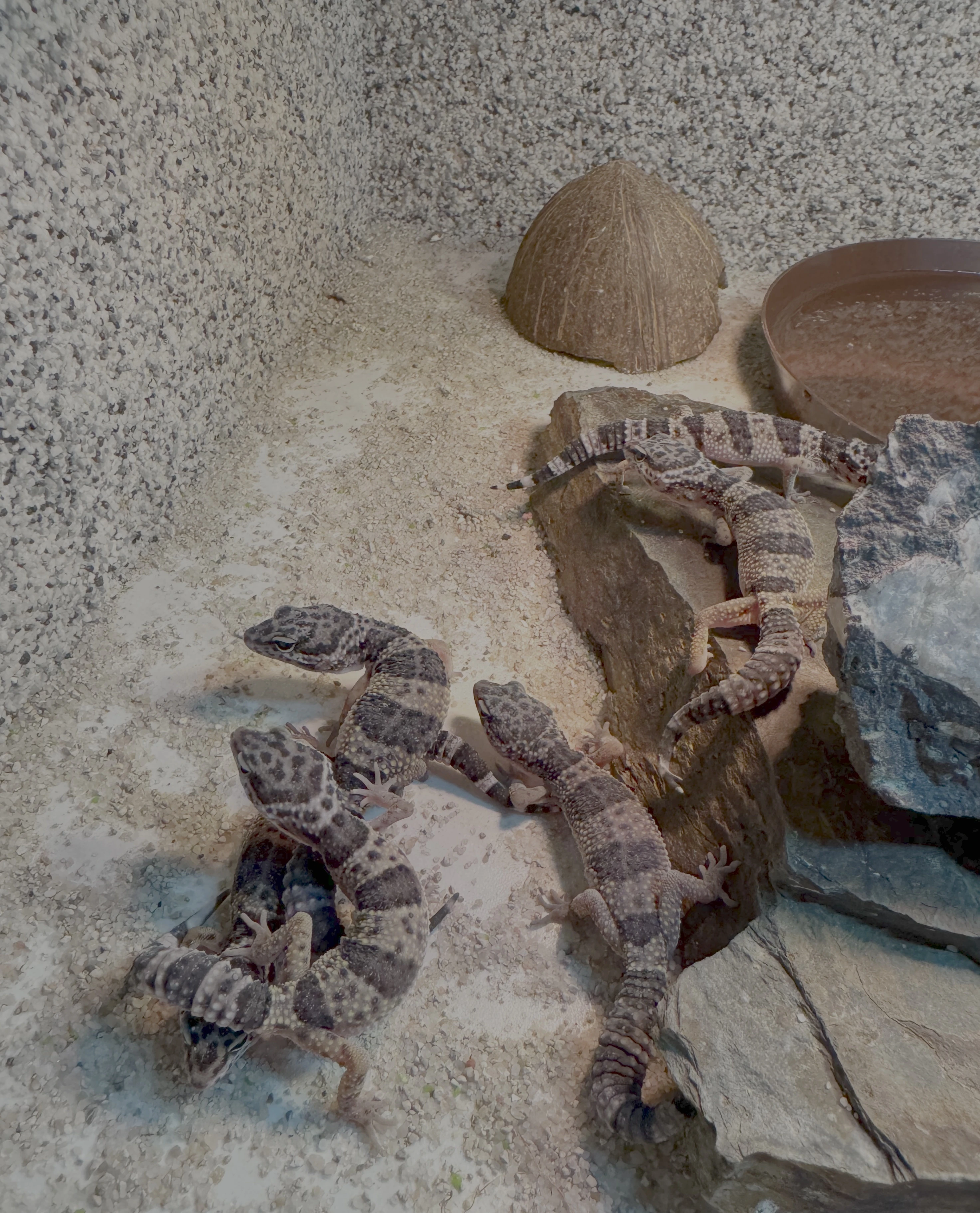 Eublepharis macularius