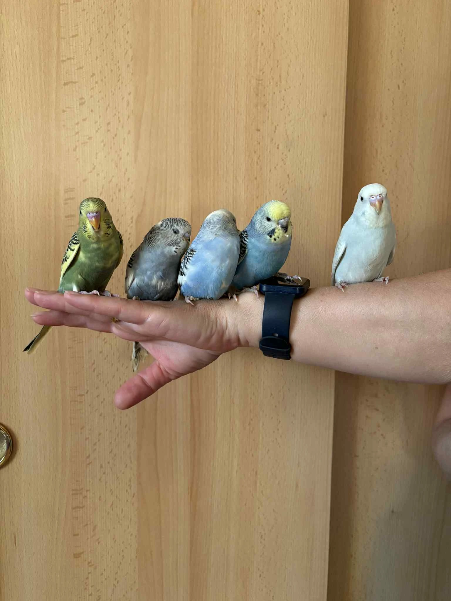 Prodám mladé andulky po vylétnutí z budky