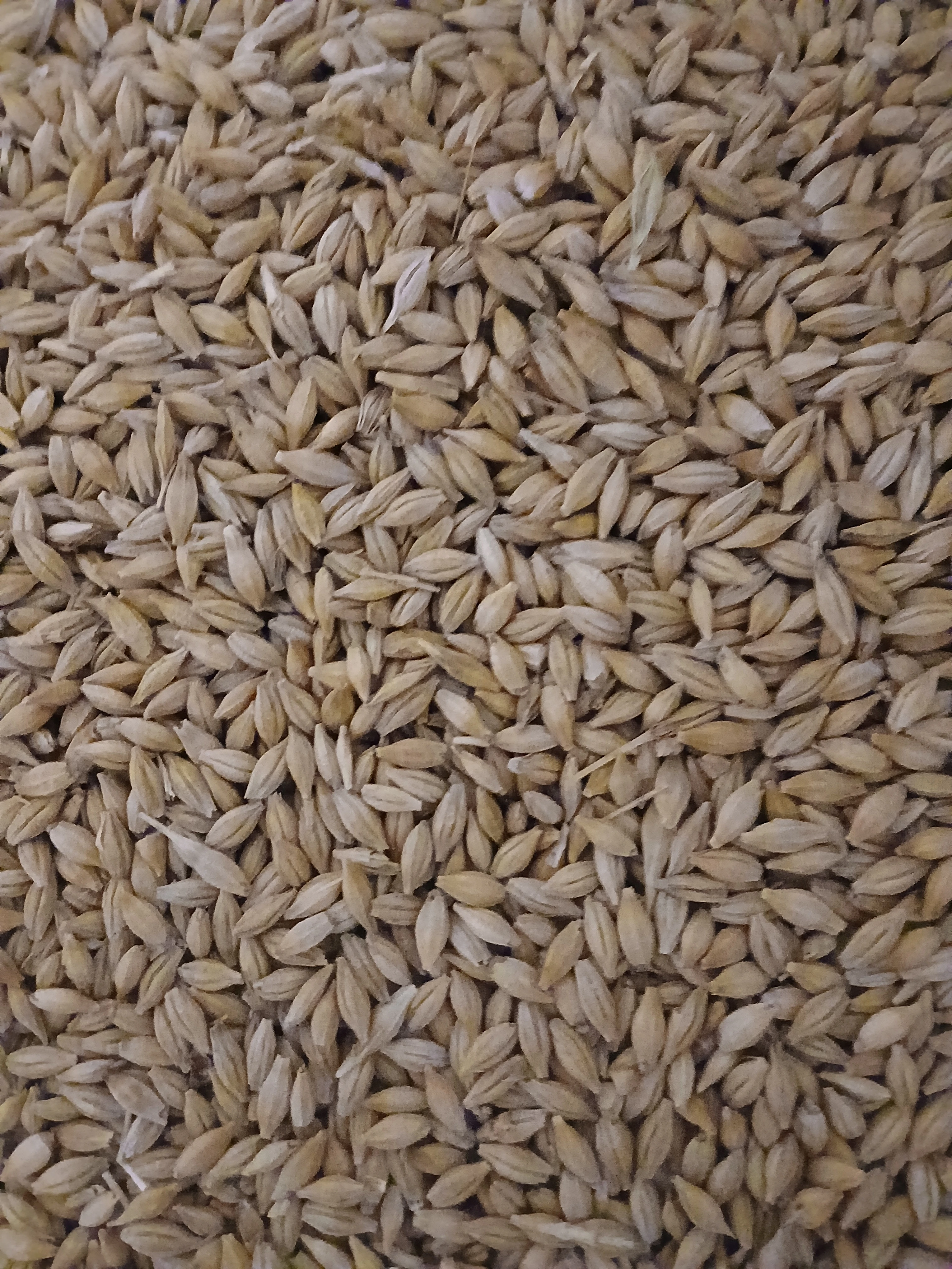 Ječmen napytlovaný po 25kg