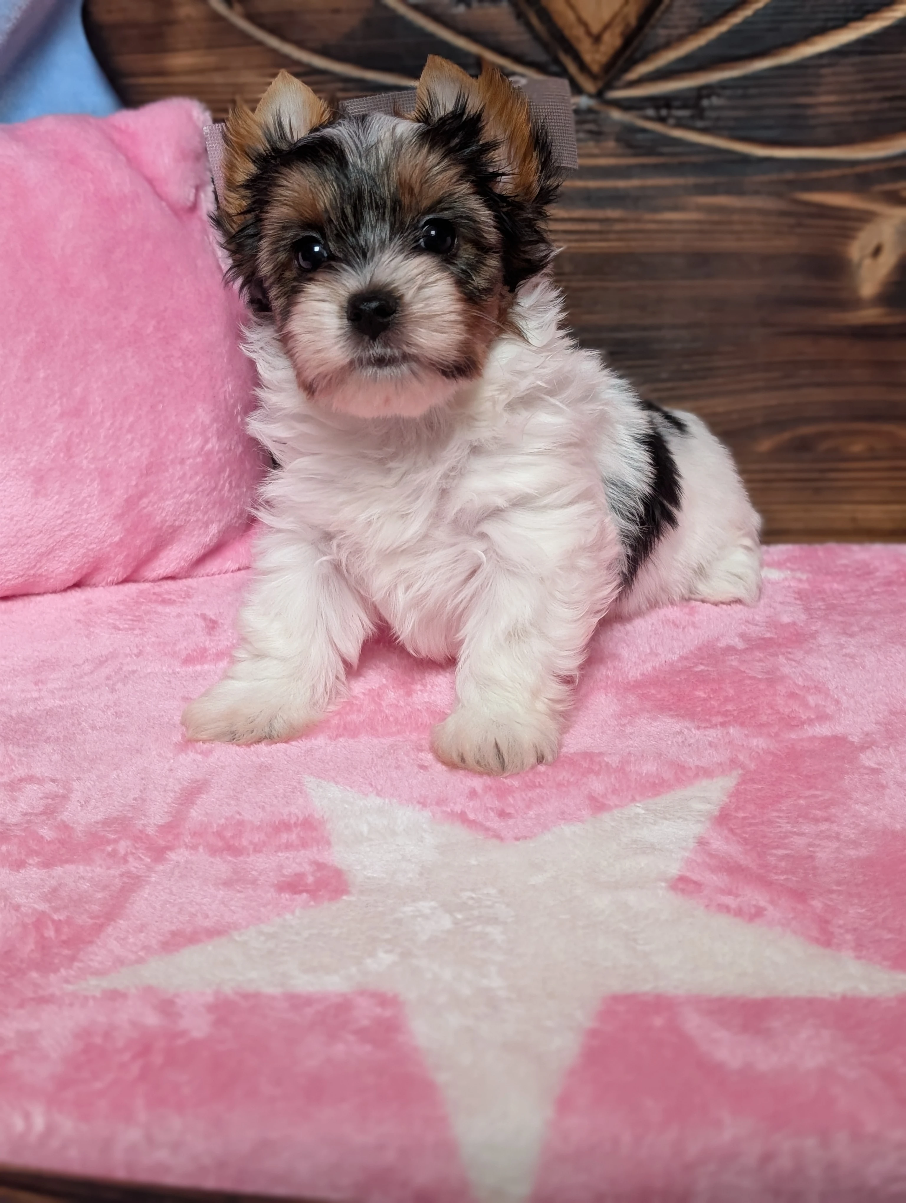 Biewer fenka Daisy hledá domov plný lásky