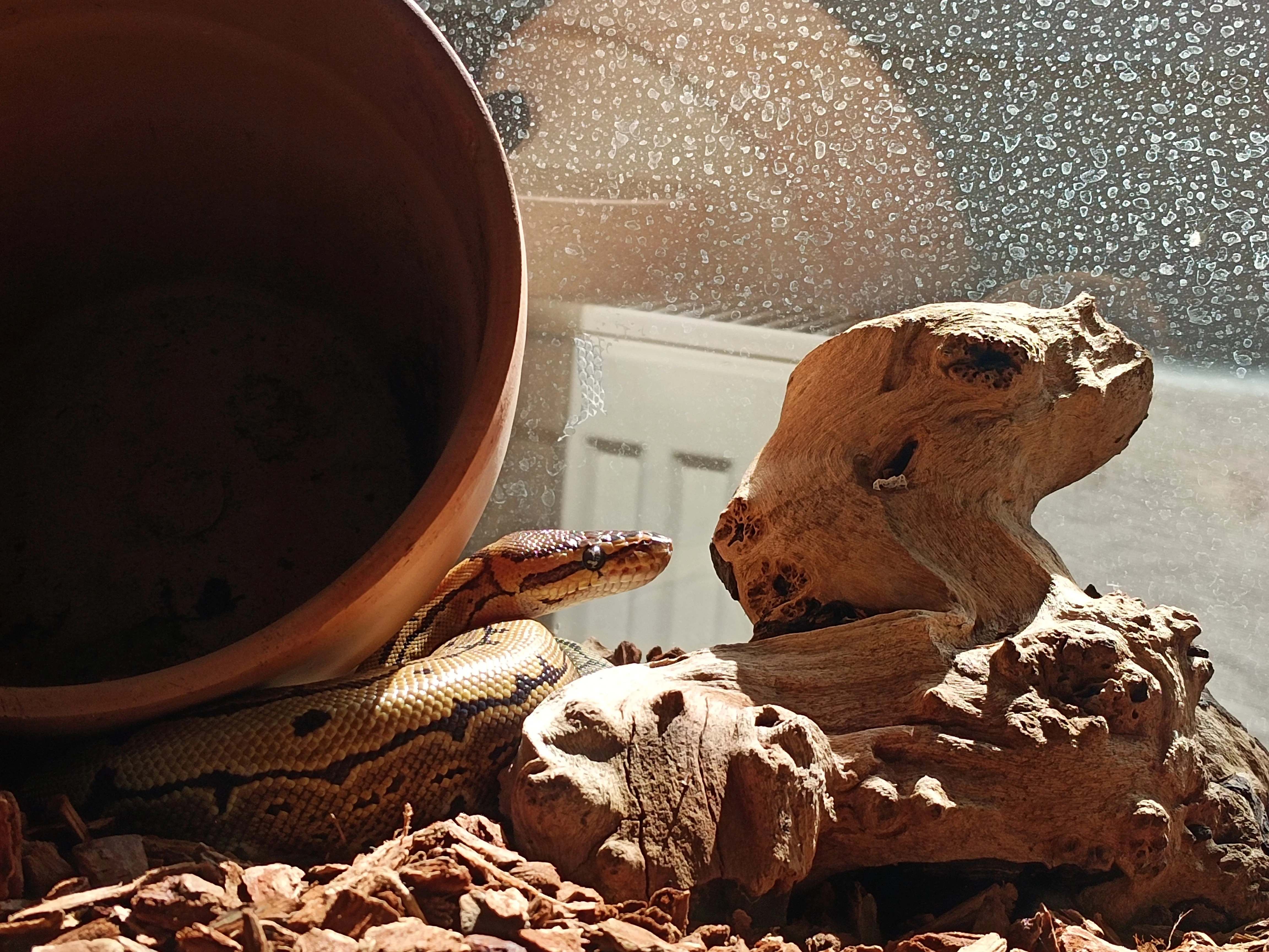 Mám a nemusím mít.