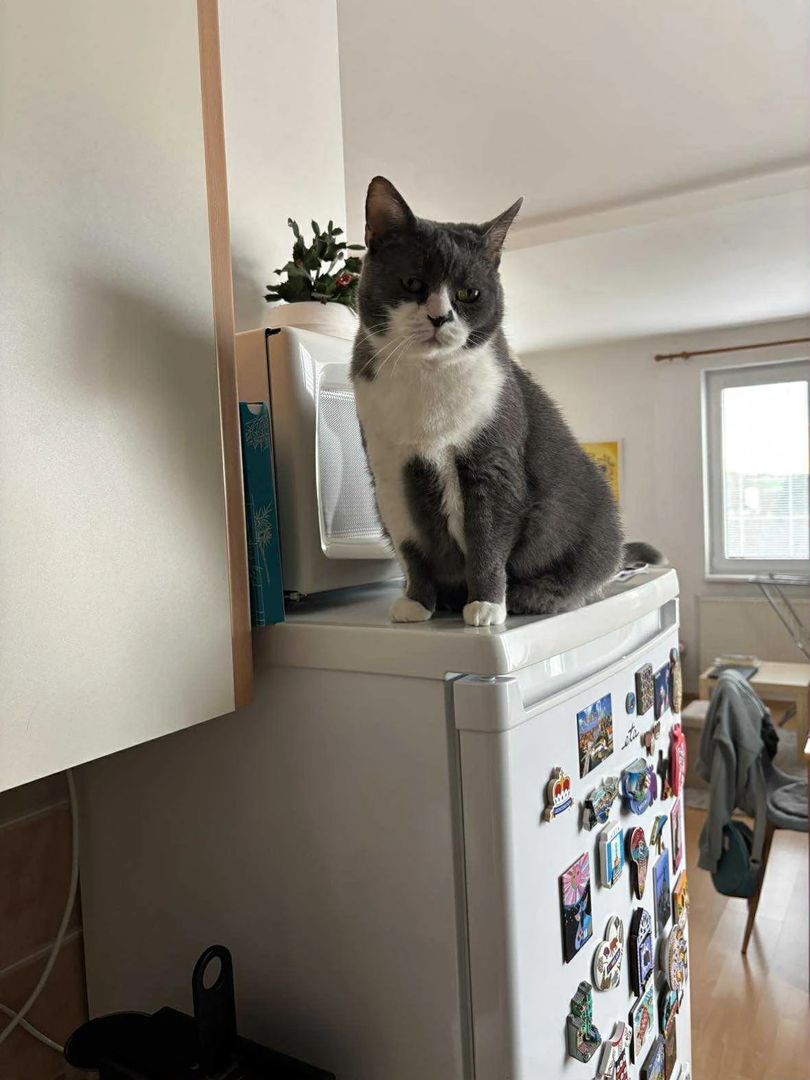 Nabízím k adopci kočičí seniorku – jen vážným a zodpovědným zájemcům