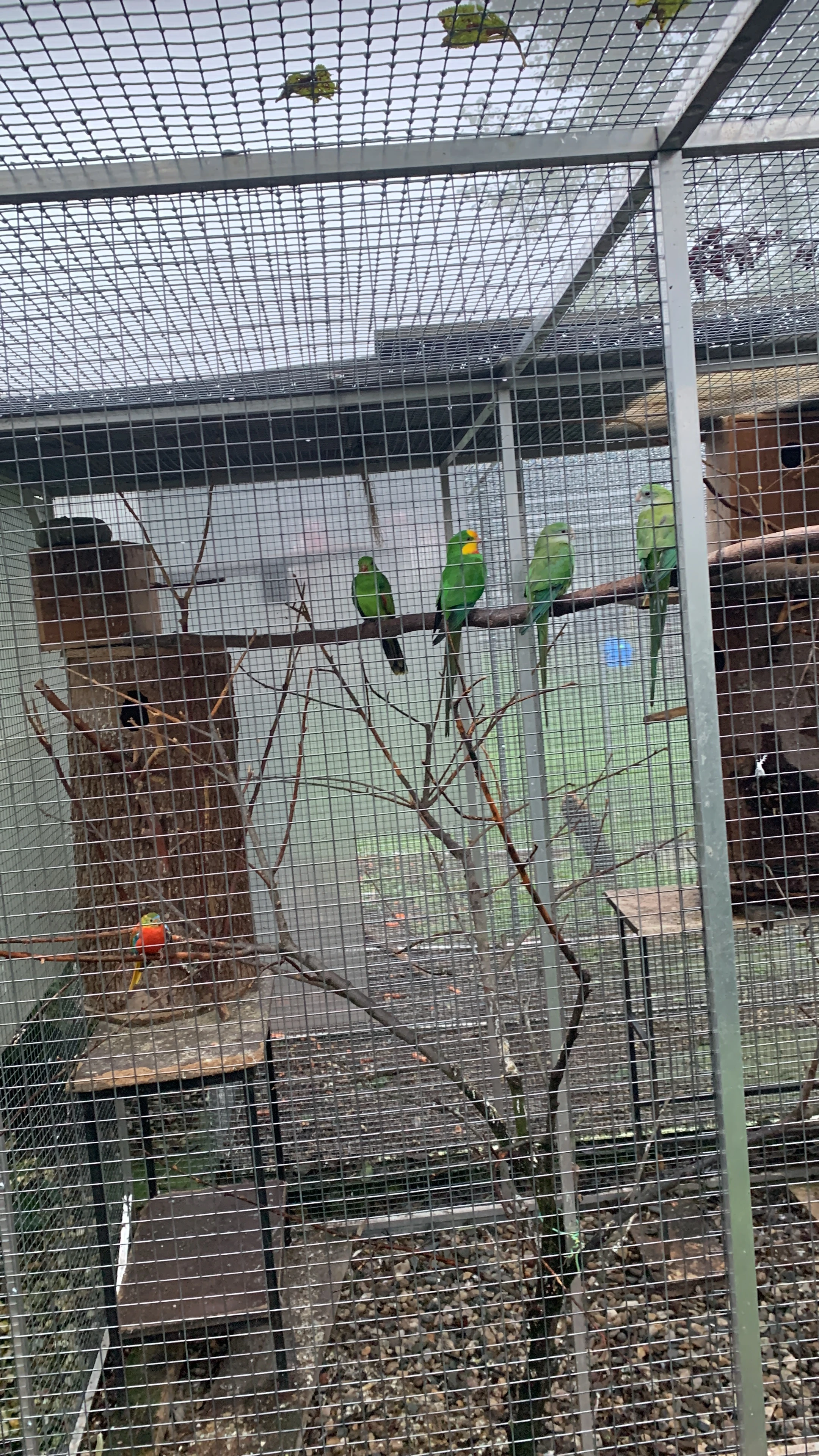 Papoušek nádherný