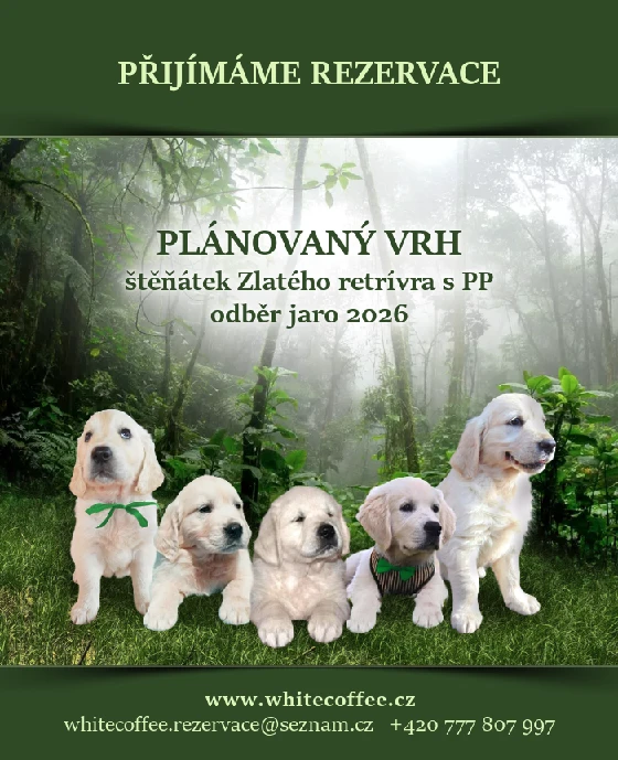 Přijímáme rezervace na plánovaný vrh štěňátek Zlatého retrívra s PP