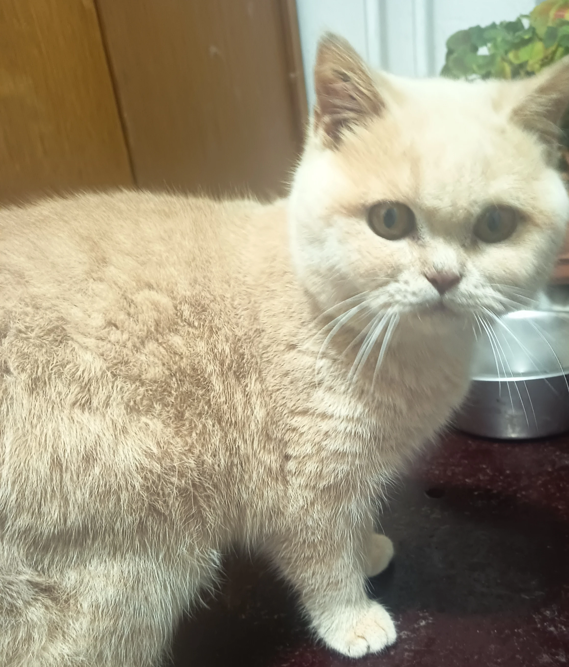 Britský kocourek Adámek