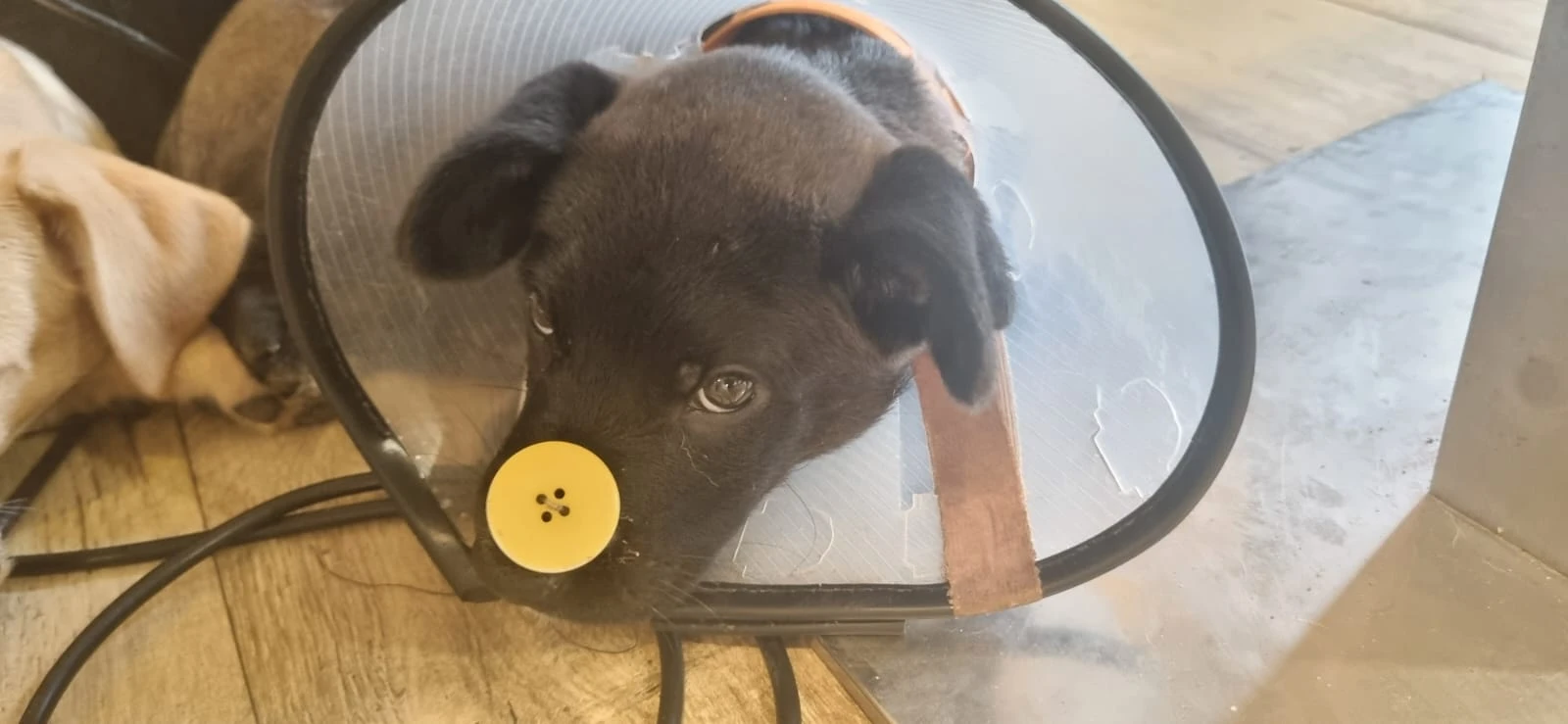 Kříženci – retrívr x labrador x ridgeback x stafford