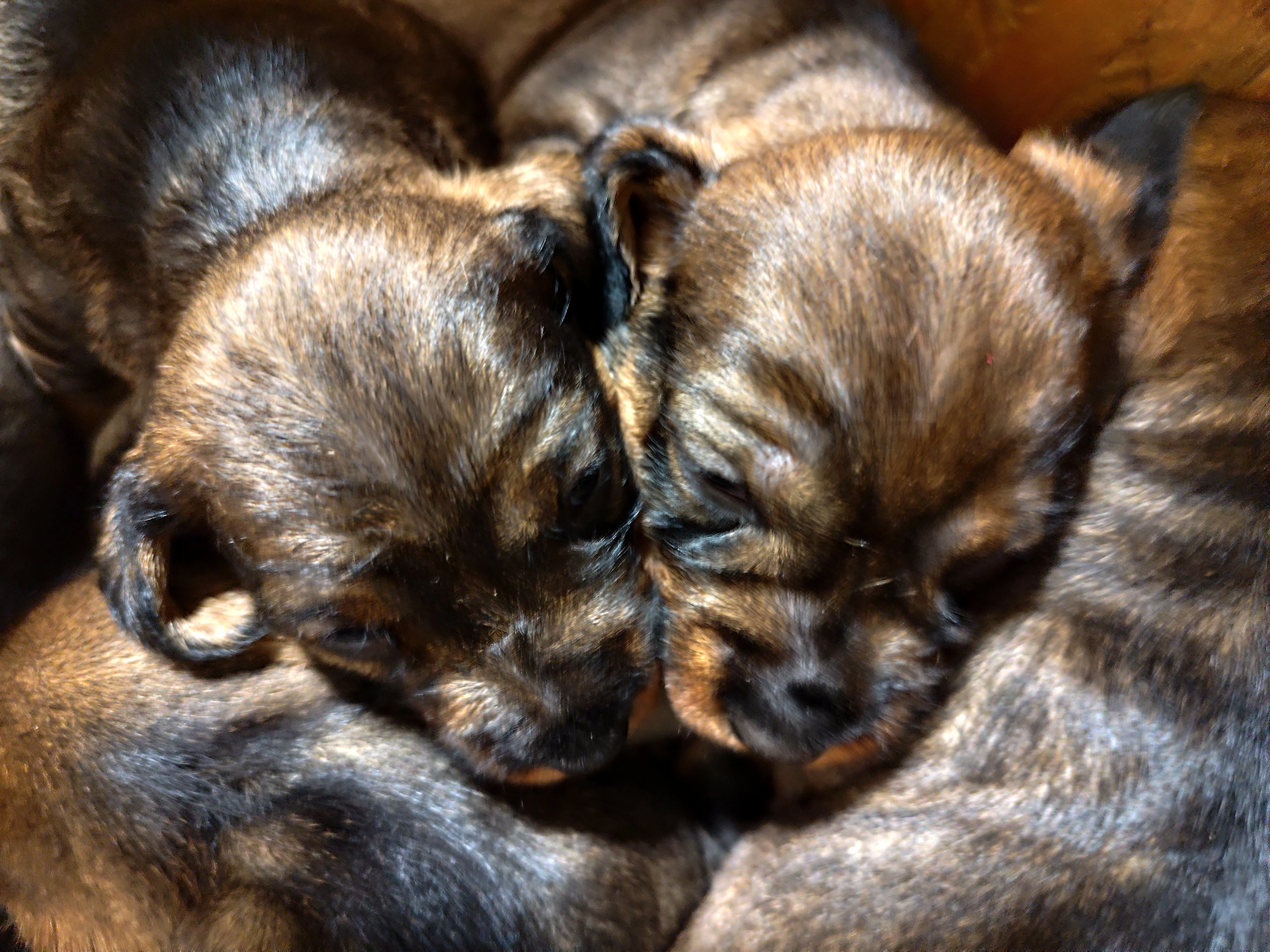 Jezevčík drsnosrstý "I"