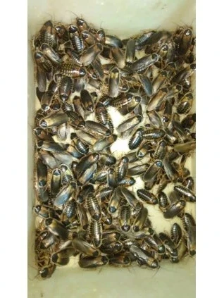 Švábi Blaptica dubia mladí dospělci 4cm, 1ks /1,70kč