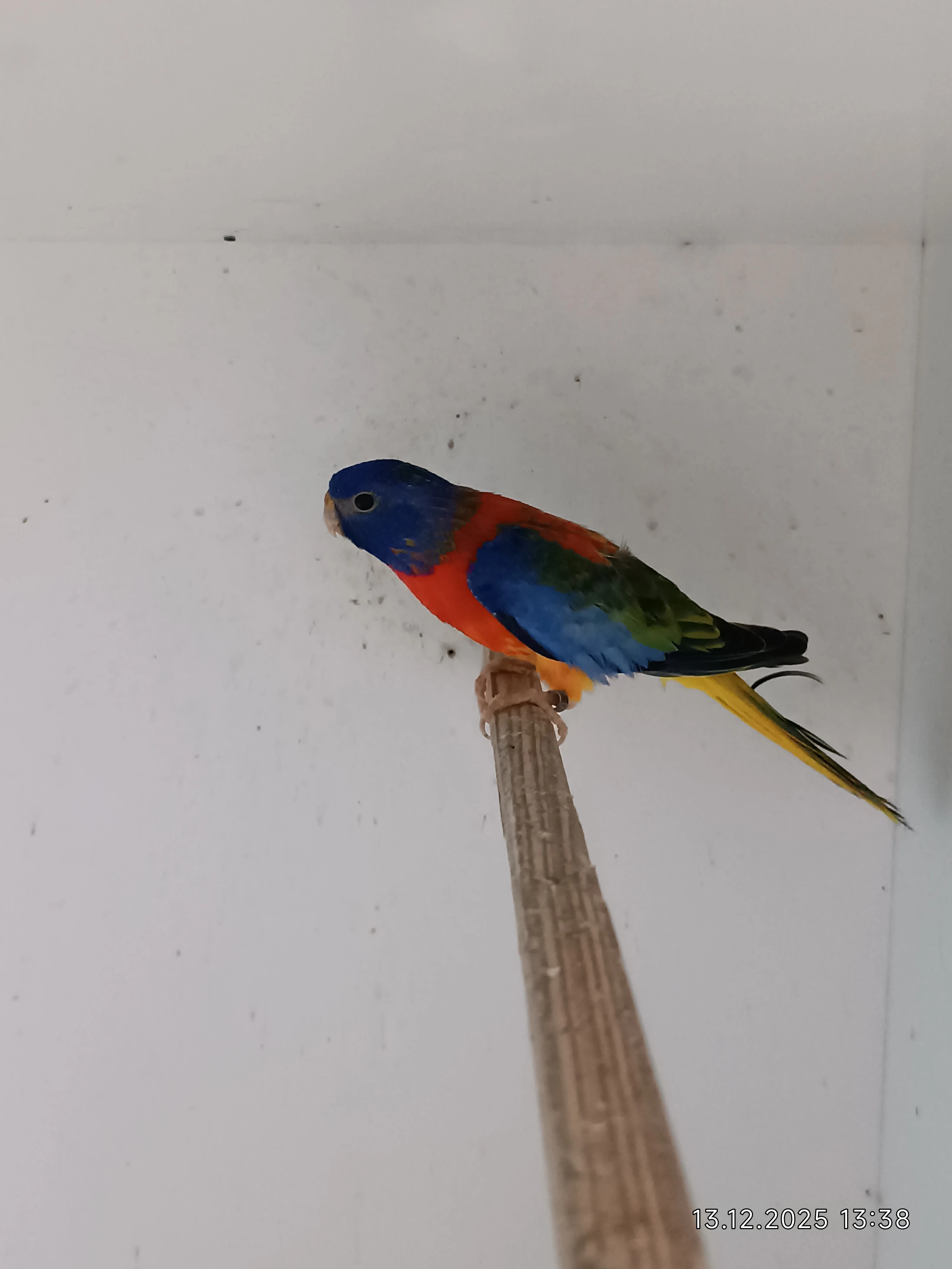 Neoféma modrohlavá