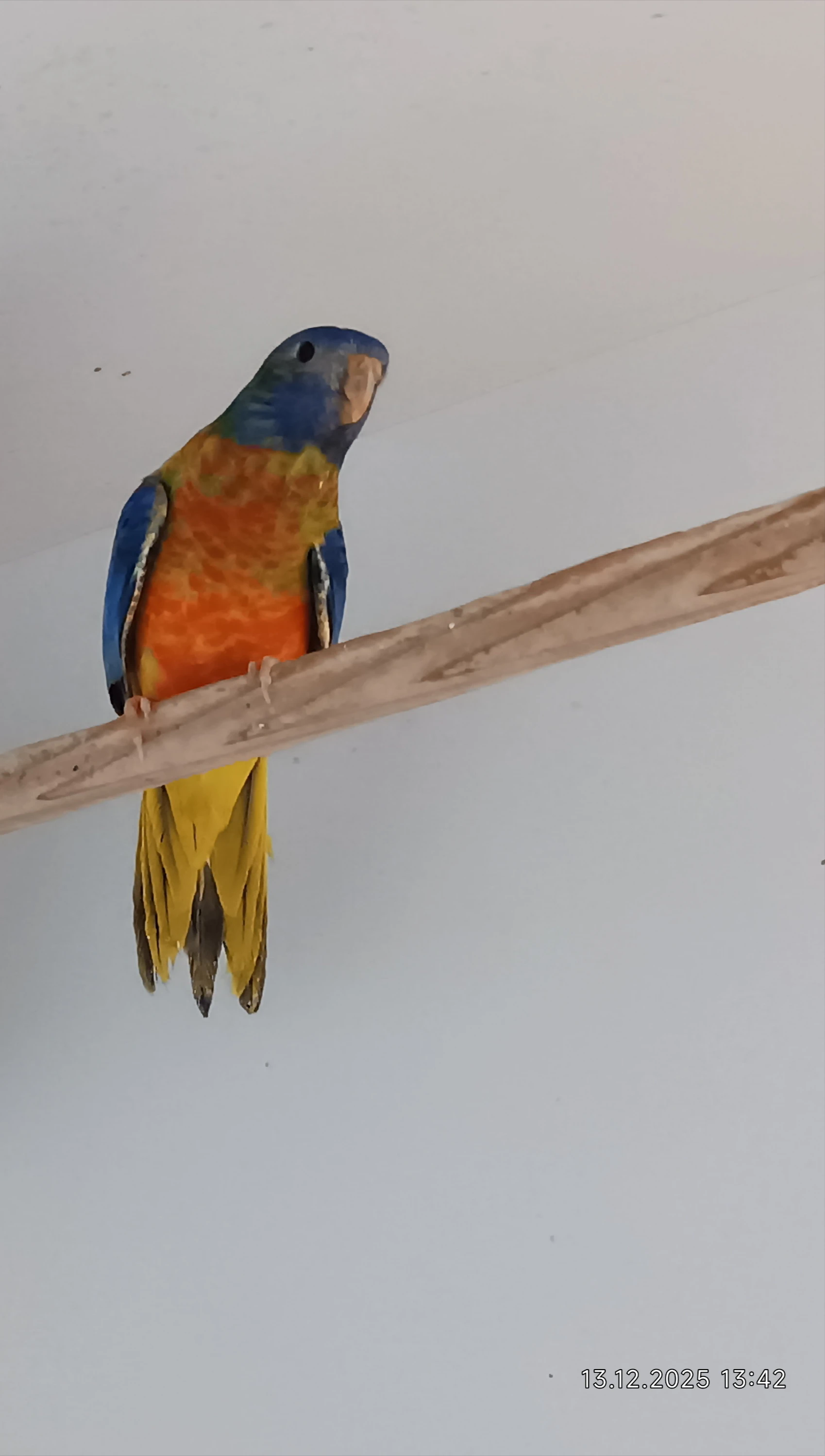 Neoféma modrohlavá