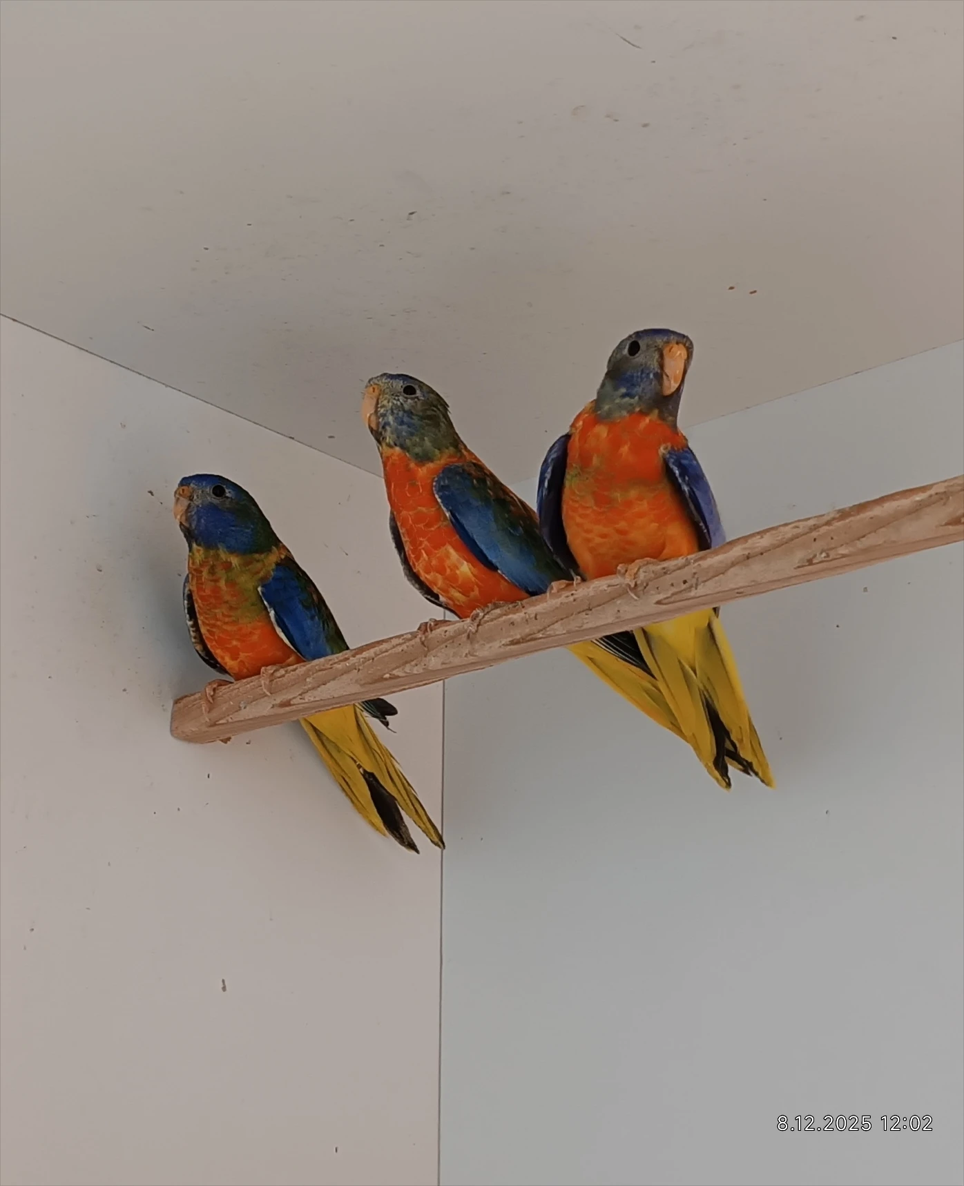 Neoféma modrohlavá