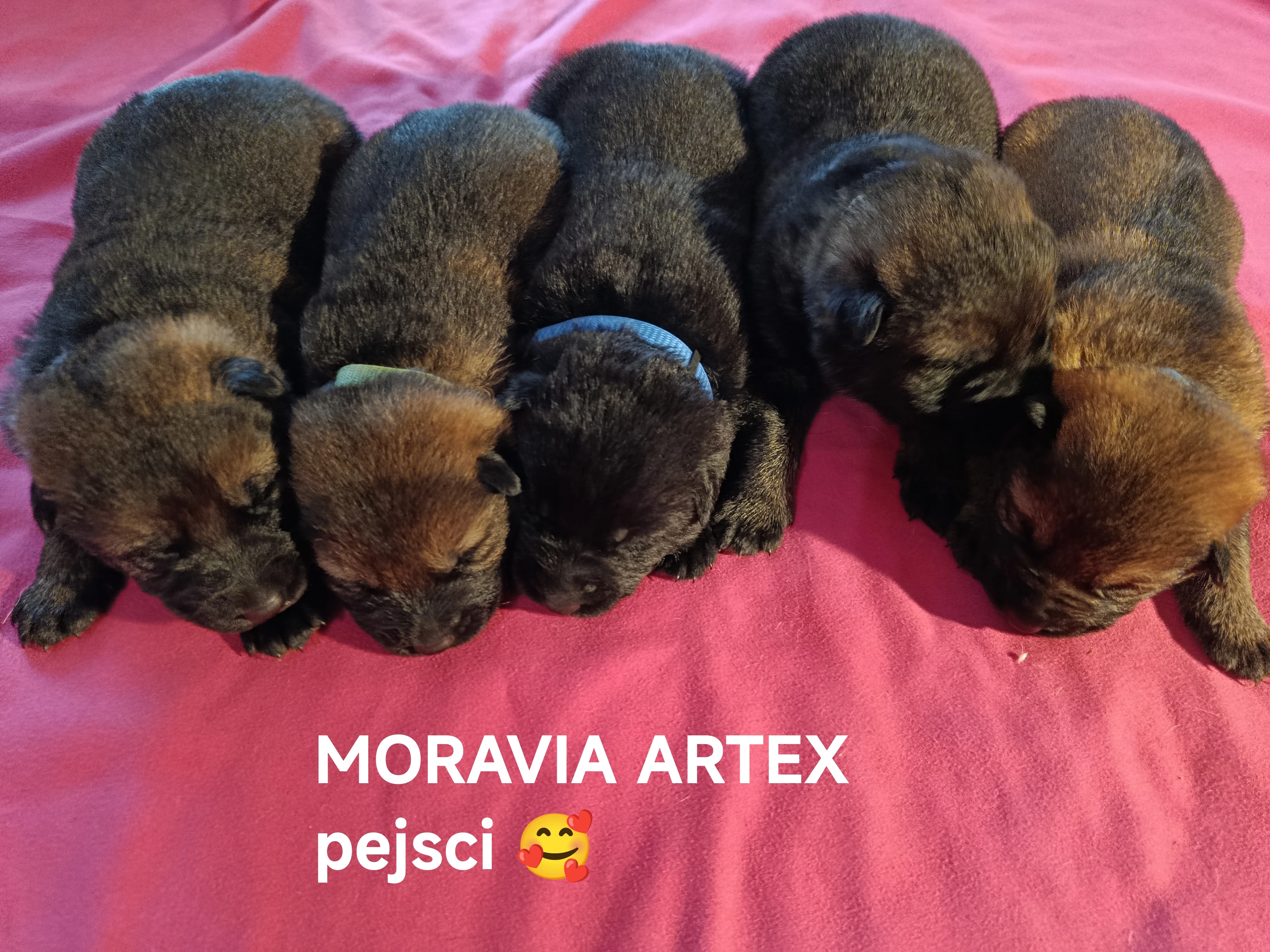 Štěňátka no s PP