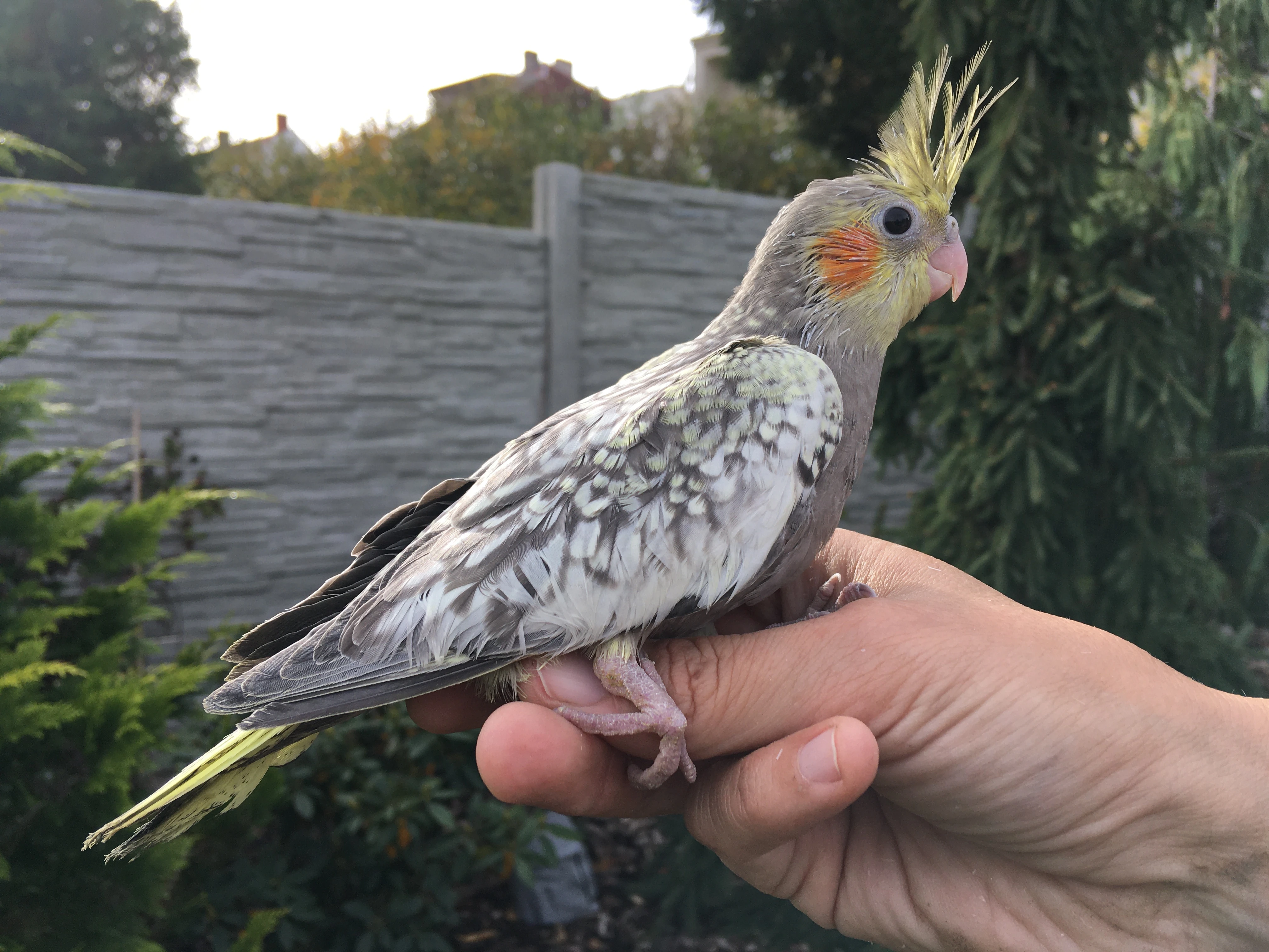 Korely z venkovní voliéry