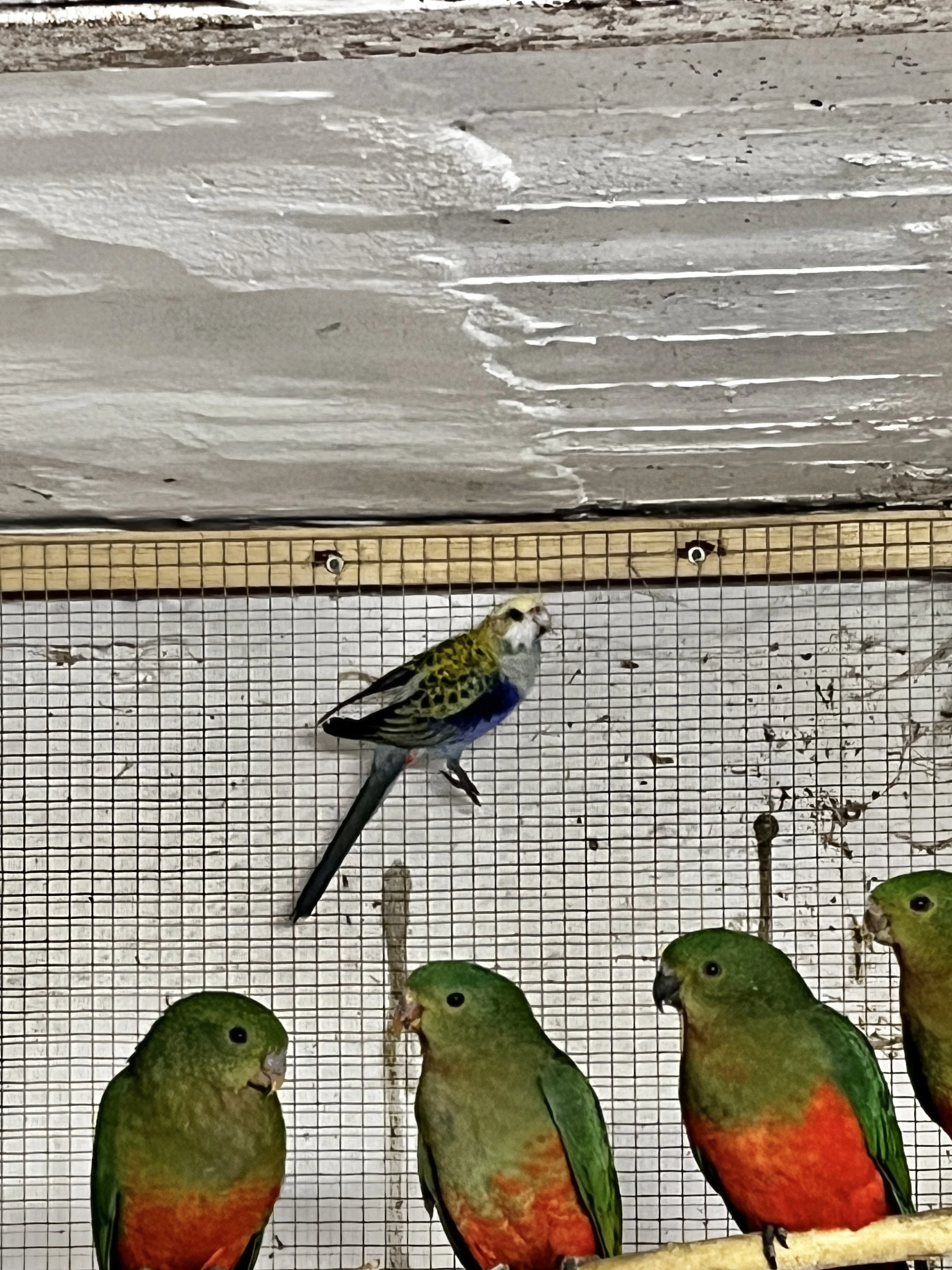 Rosela žlutohlavá 2025