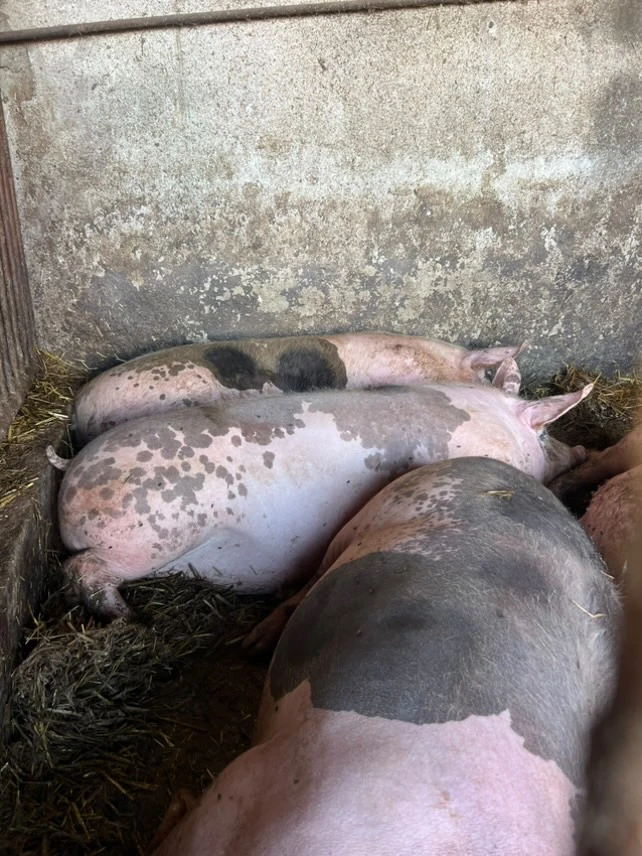 Prodej vykrmených prasat