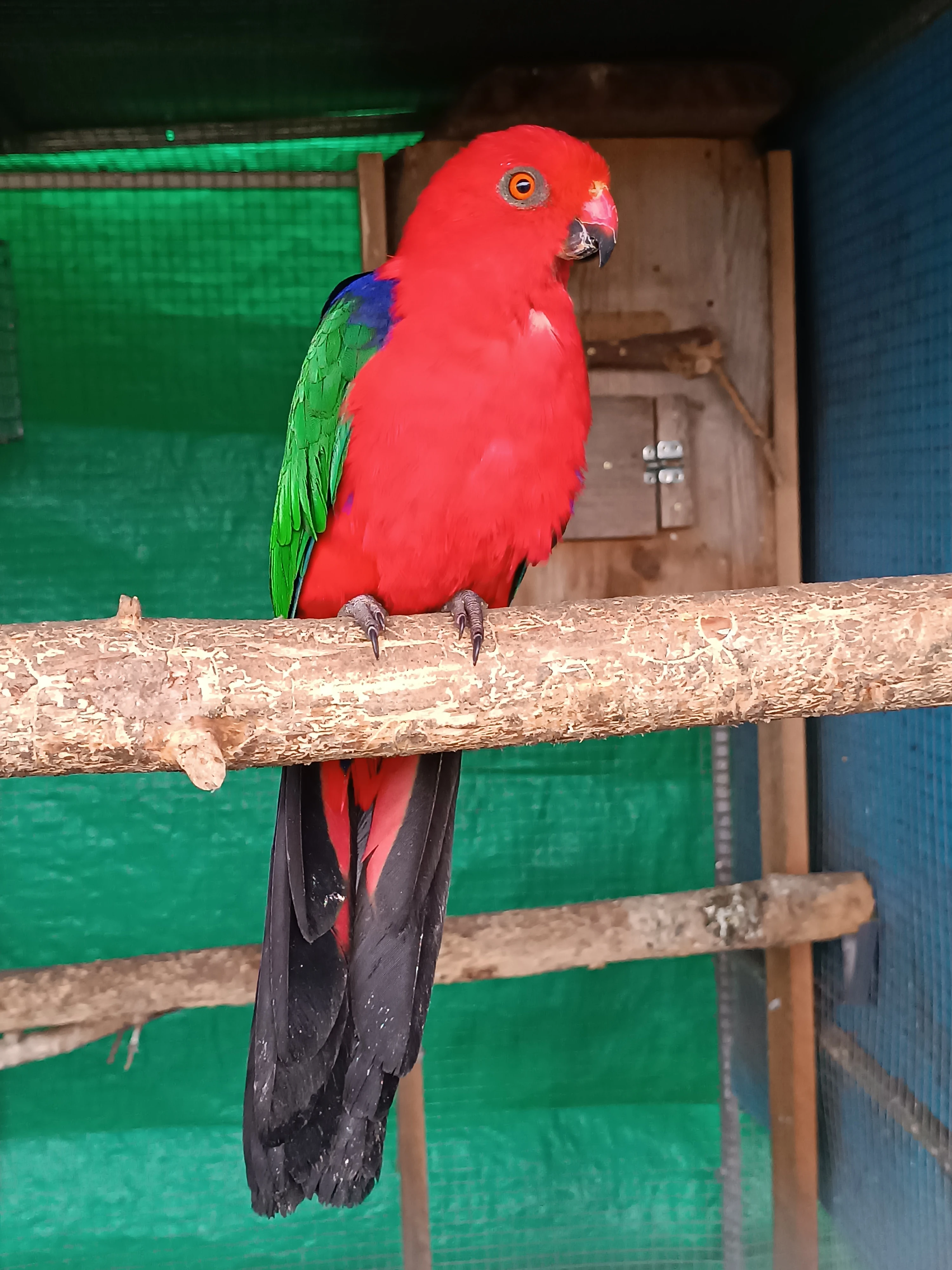 Papoušek amboinský