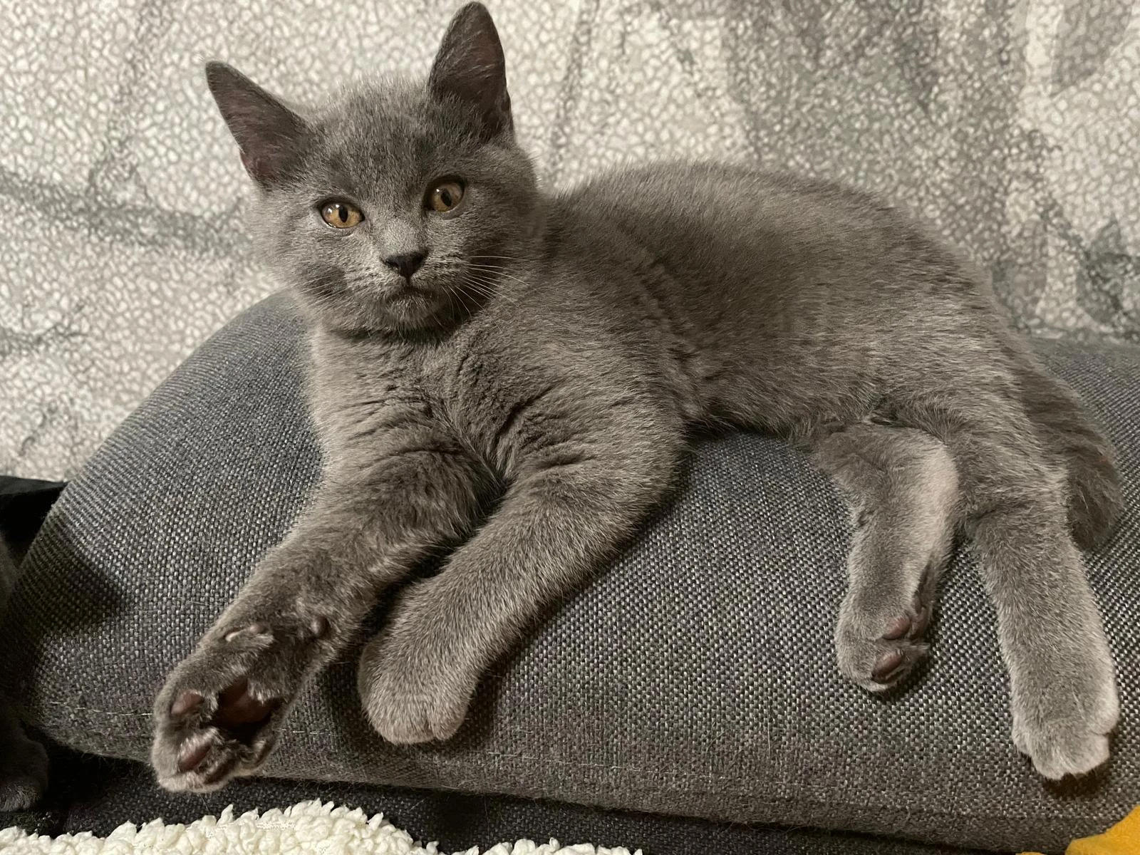 Prodám Kartouzské kotě