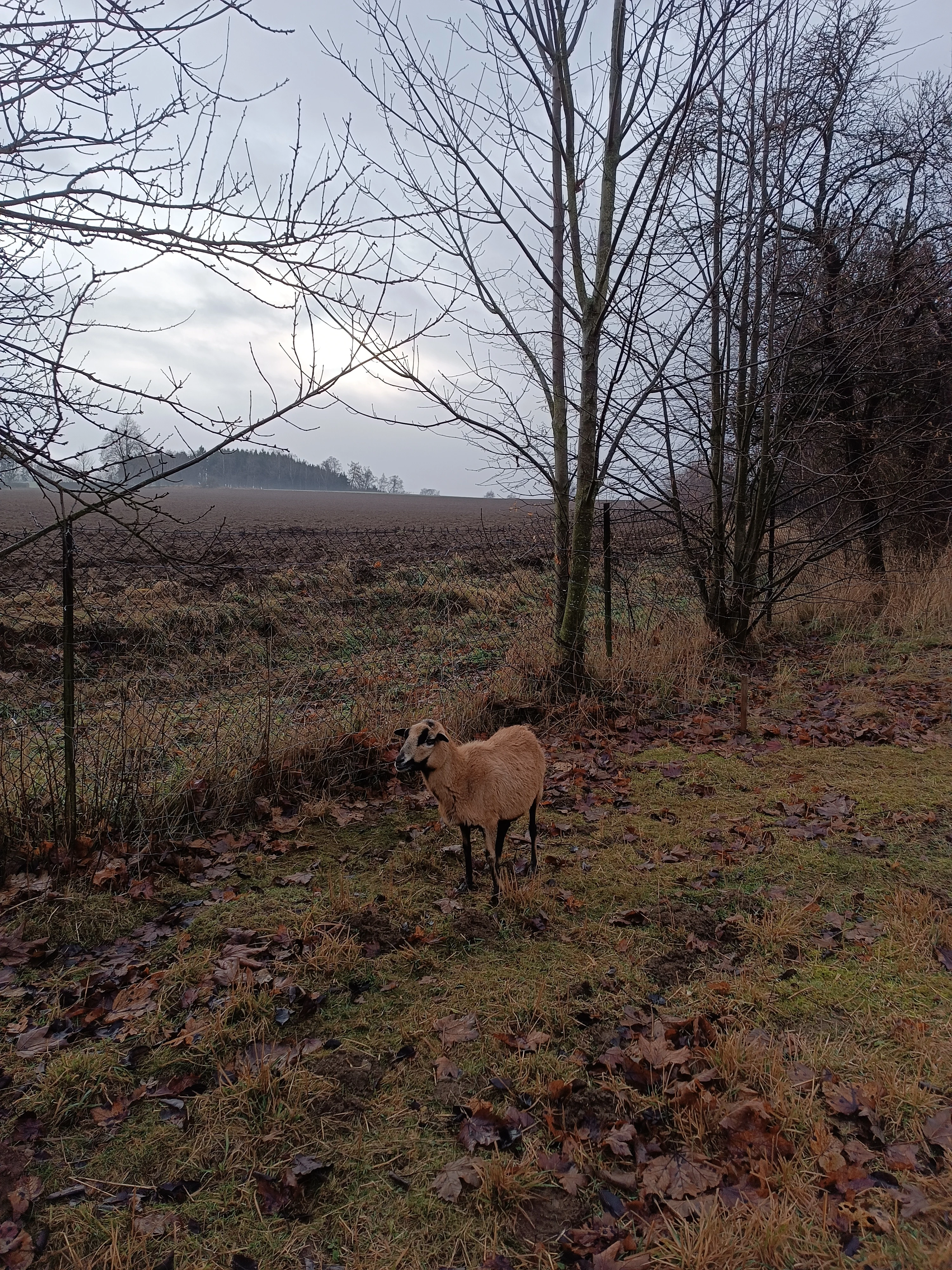 Daruji do dobrých rukou kamerunskou ovci