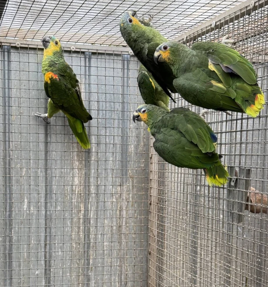 Amazoňan Oranžovokřídly