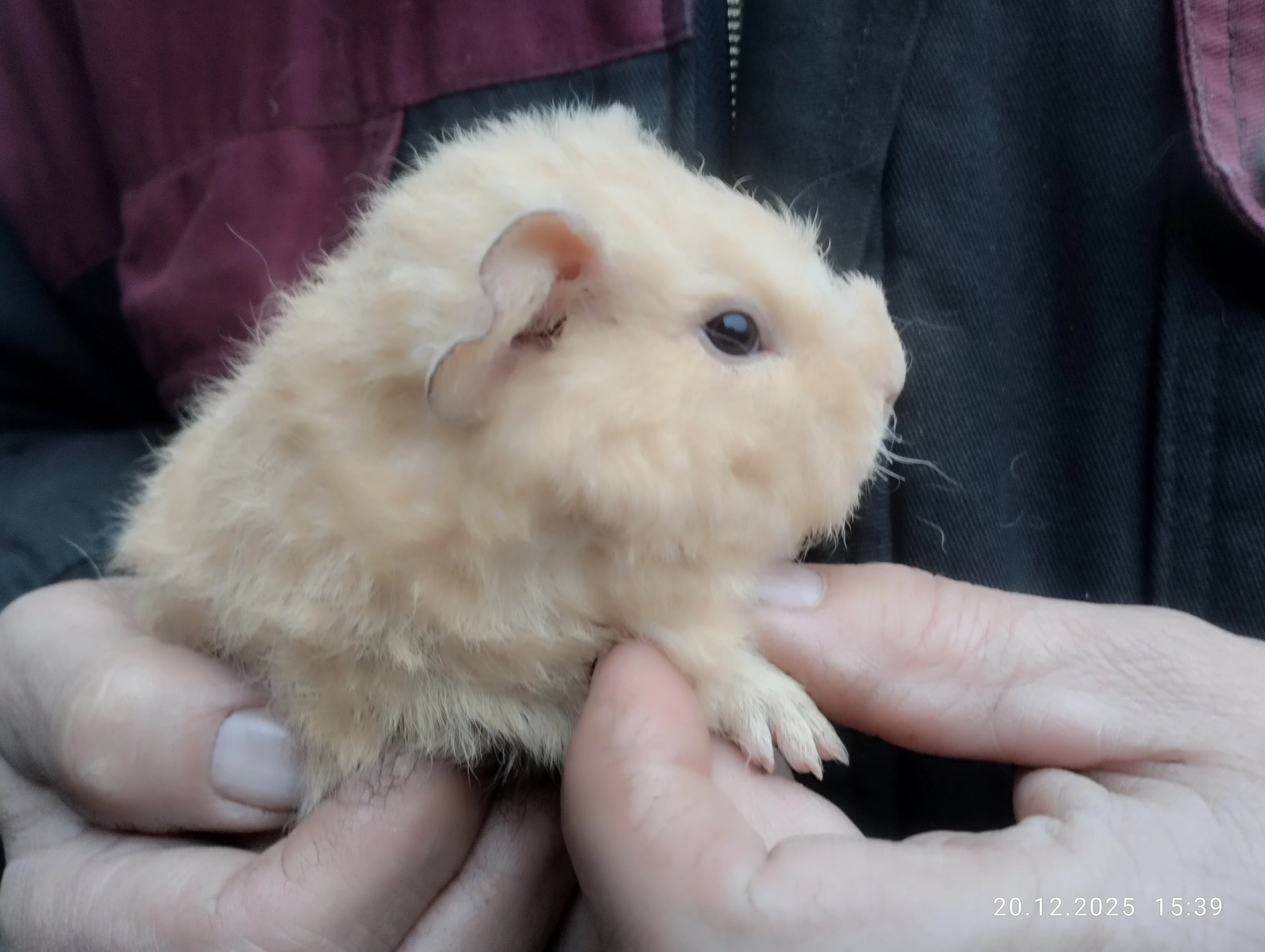 Us teddy z registrované chovatelské stanice