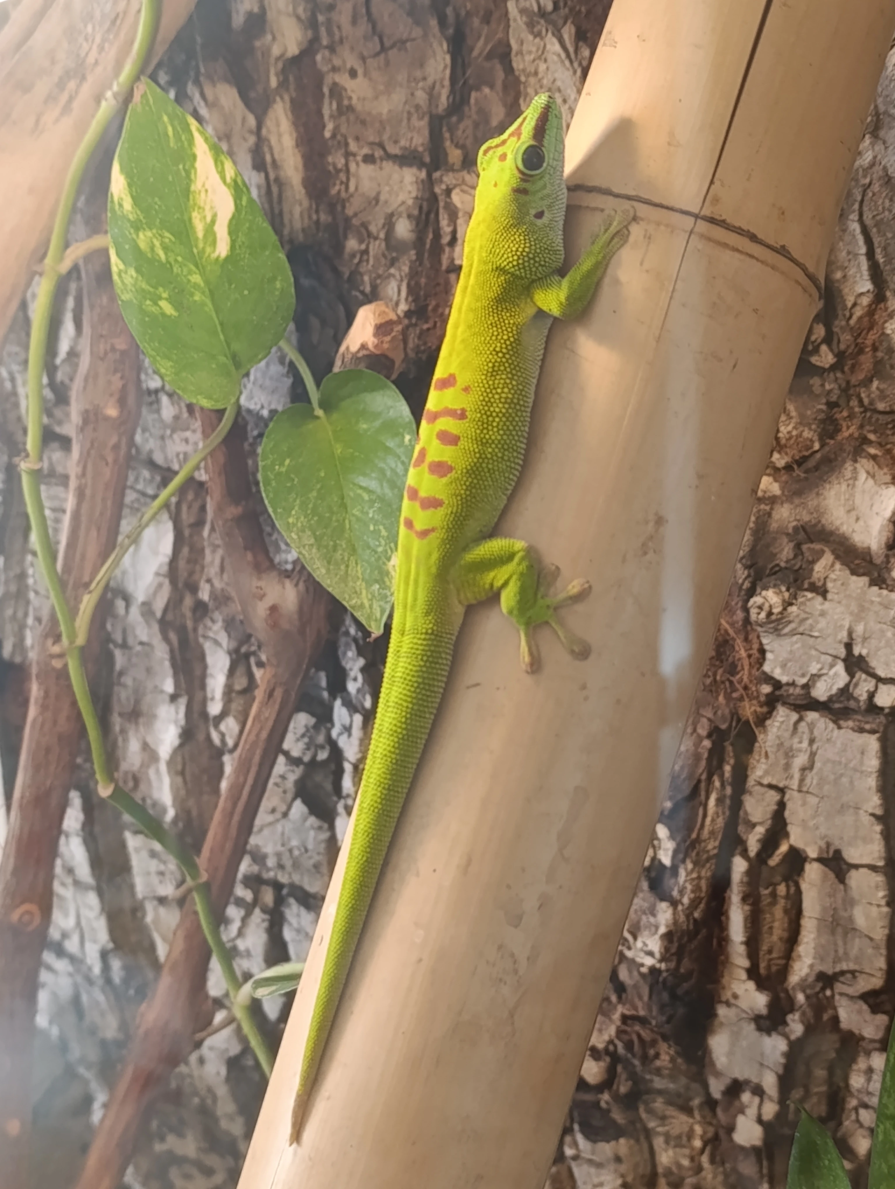 Felsuma Madagaskarská