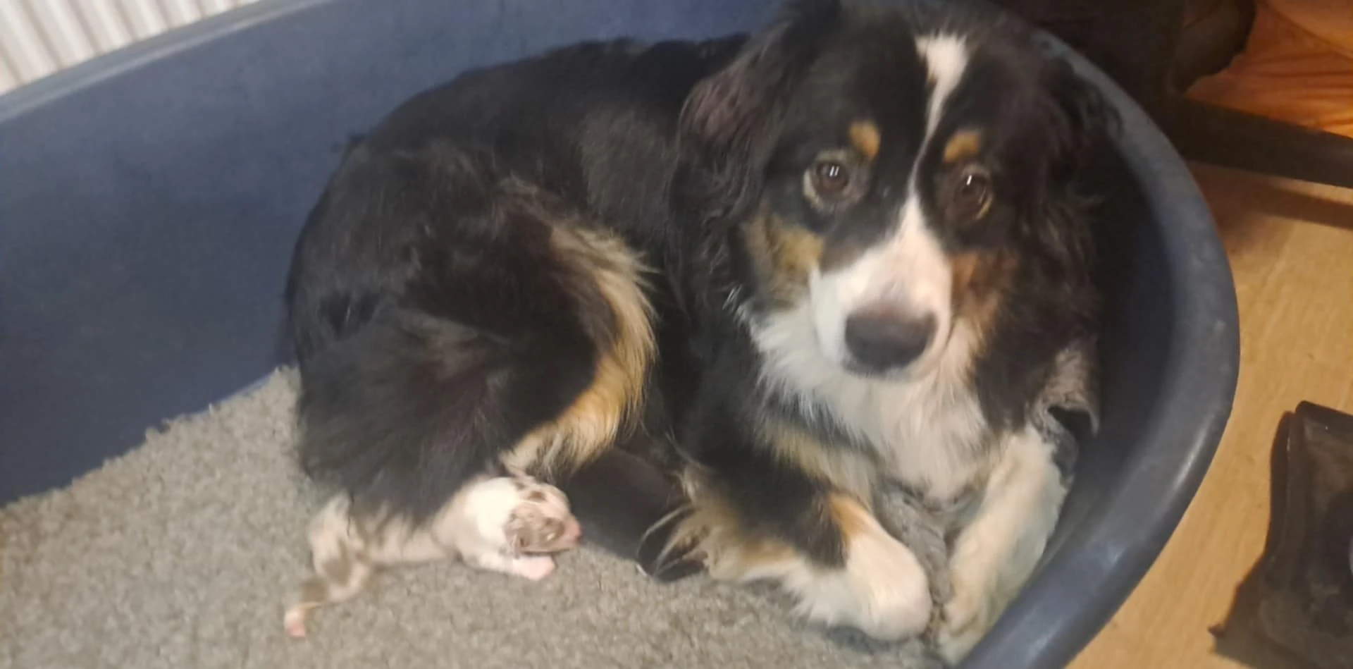 Chovatelská stanice nabízí štěňátka australských ovčáků s PP, nar.: 12. 11. 2025