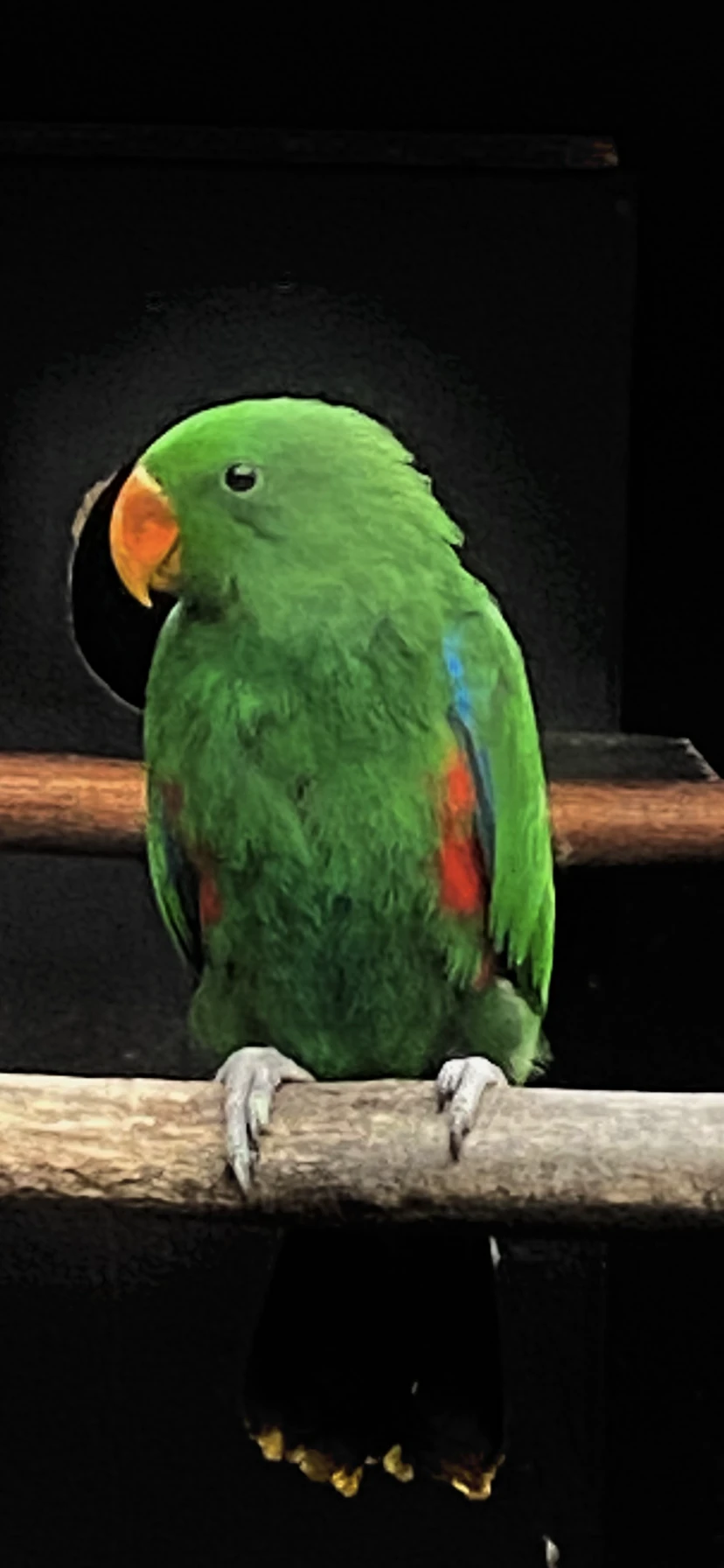 Eklektus různobarevný 1,0