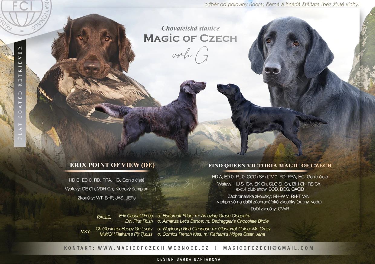 Flat coated retriever - hnědá a černá štěňata