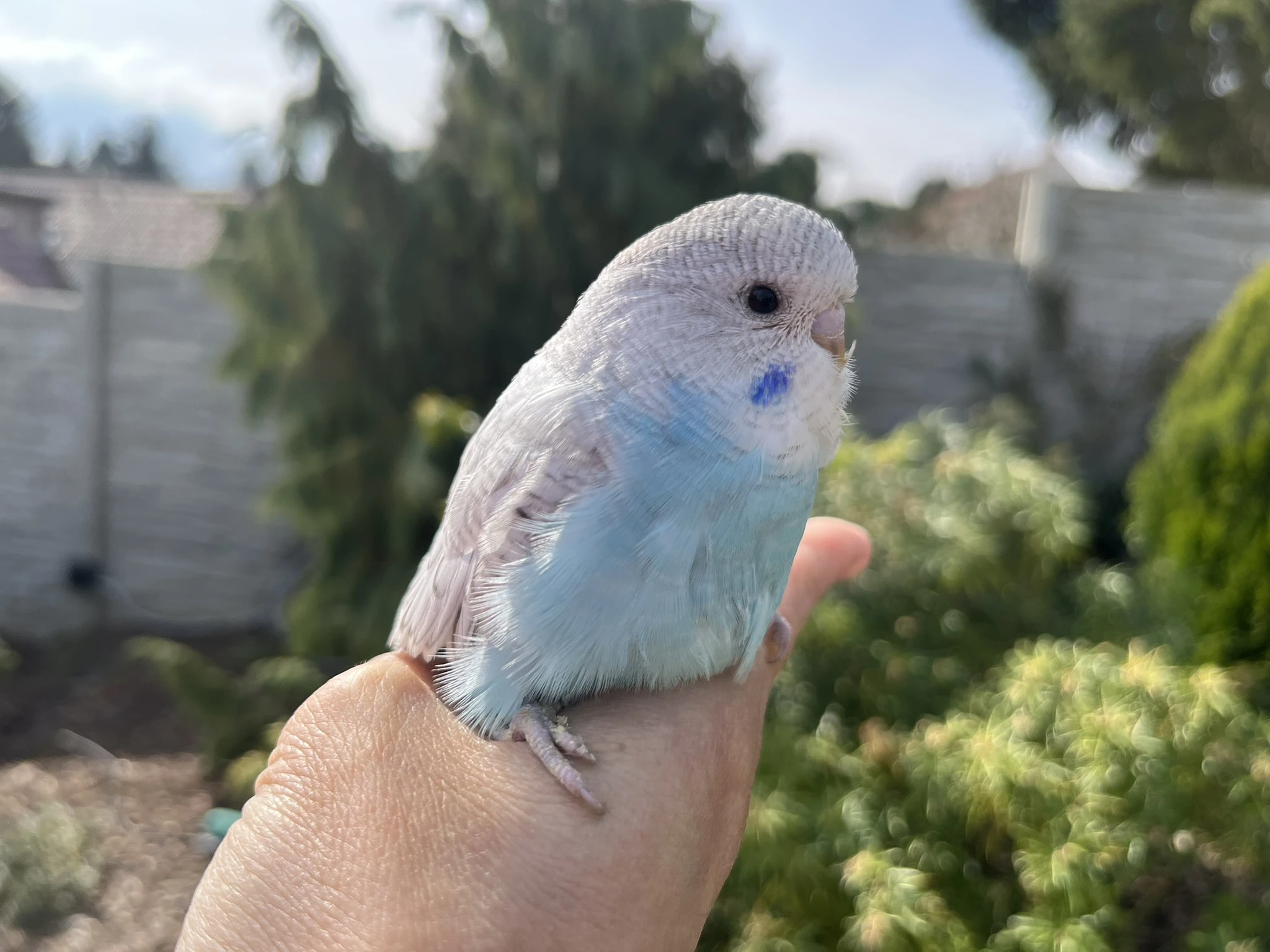 Letošní mladá andulka z venkovní voliéry