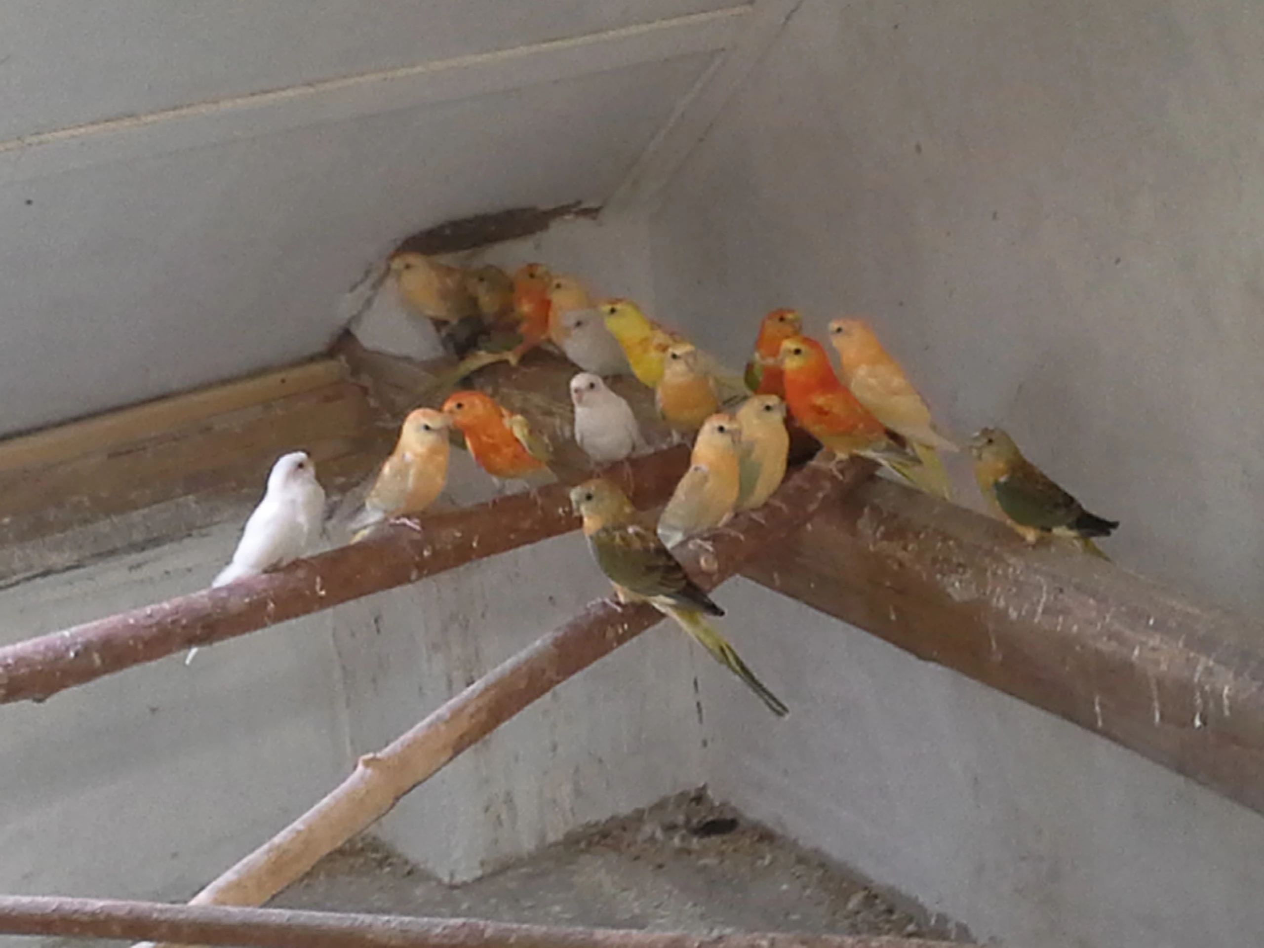 Zpěvák,korela,kakariky