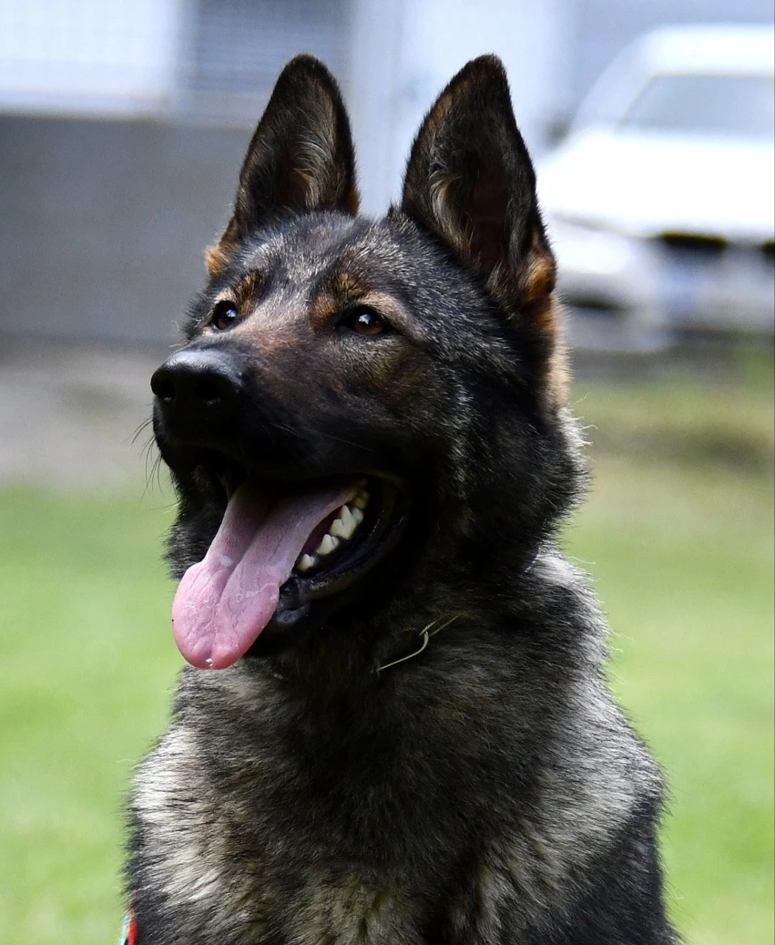 Německý ovčák štěnata z PP