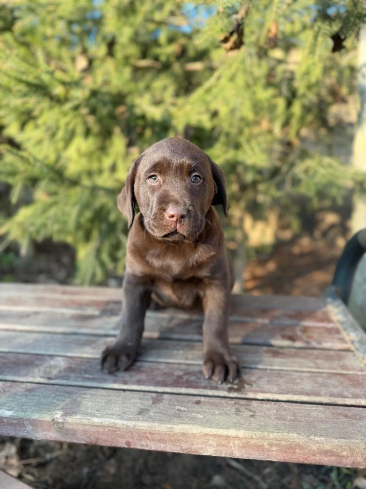 Labradorský retrívr - hnědá štěňátka s PP