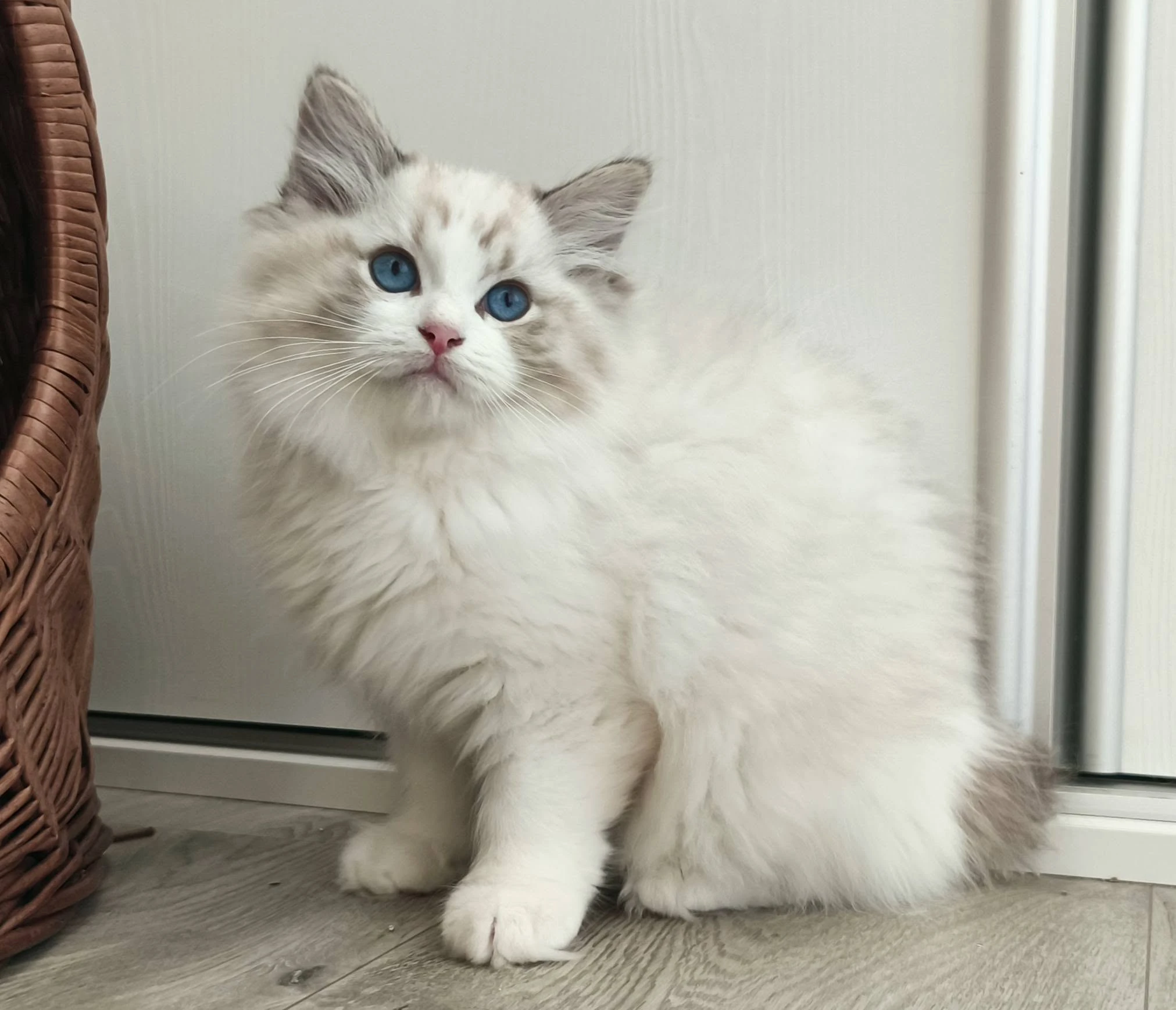 Ragdoll koťátko s PP