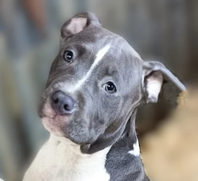 Americký stafordšírský teriér modrá št.s rodokmenem k odběru