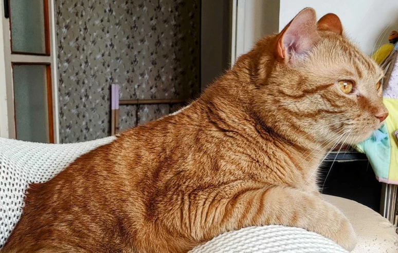 Úžasný zrzek hledá milující rodinu